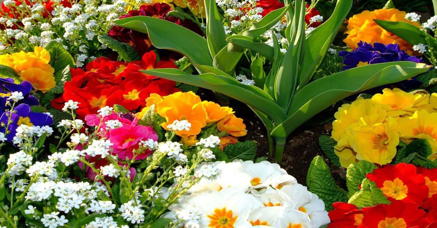 colorful primroses, forget-me-nots, sunlit garden bed, HD Desktop Wallpaper