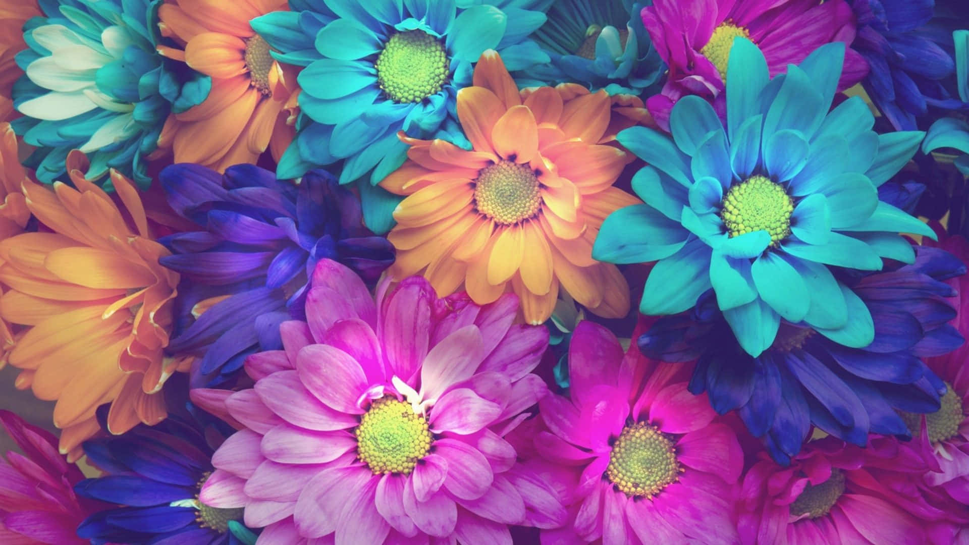 colorful flowers, daisies, teal, Full HD Desktop Wallpaper