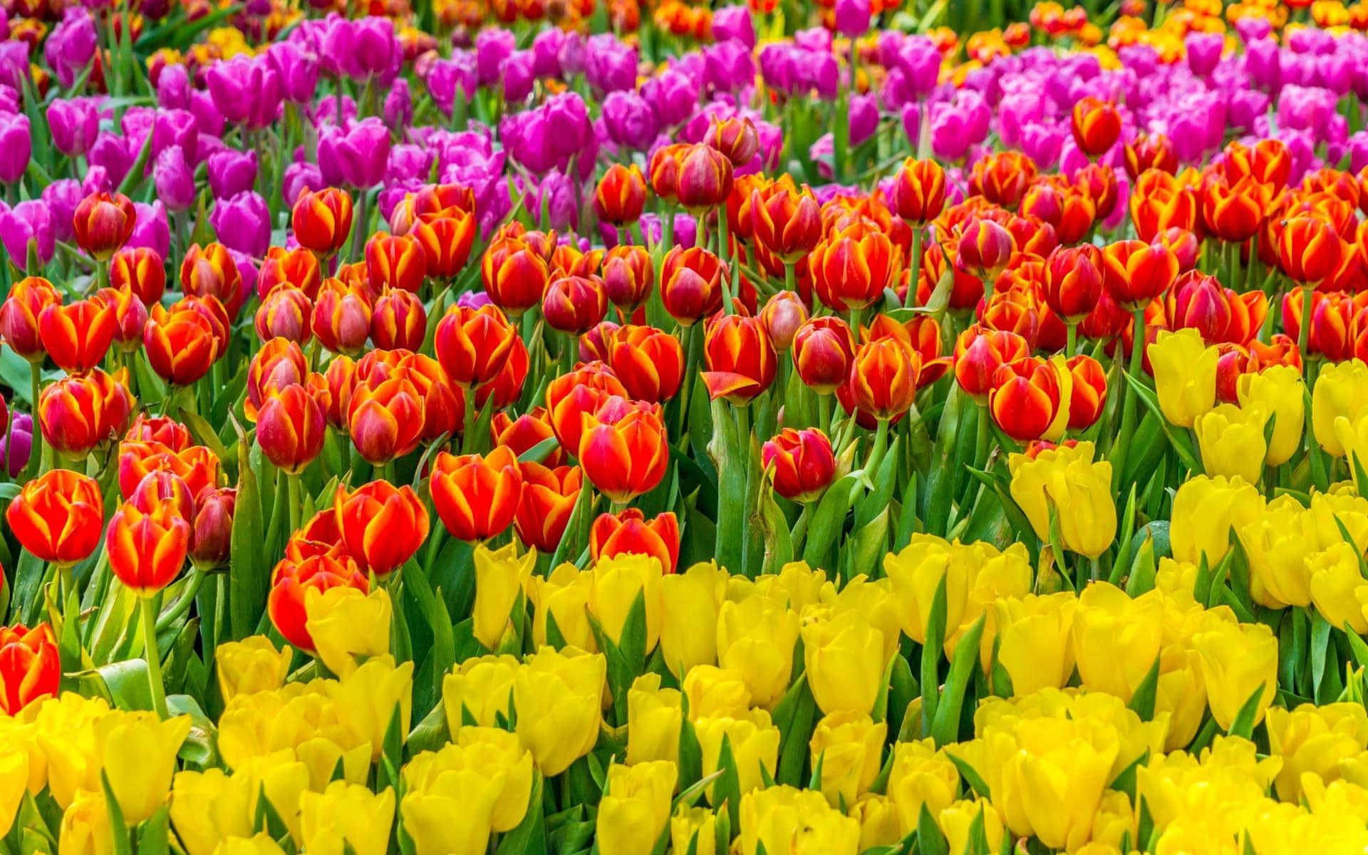 colorful flowers, purple, red, Full HD Desktop Wallpaper