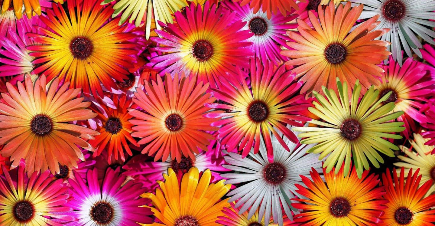 colorful flowers, vibrant multicolored daisies, fiery petals, HD Desktop Wallpaper