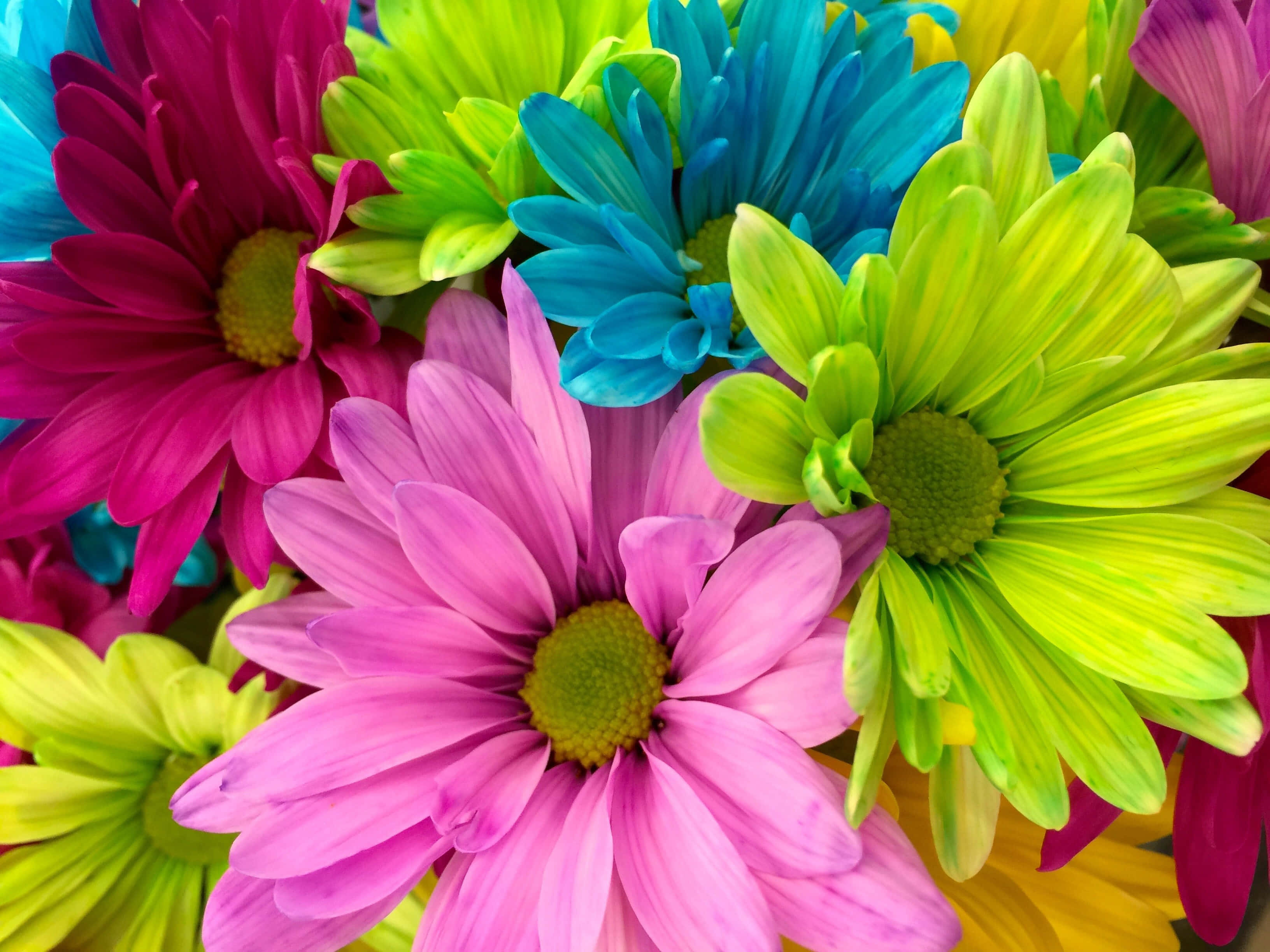 multicolored daisies, magenta, cyan, 2K Desktop Wallpaper