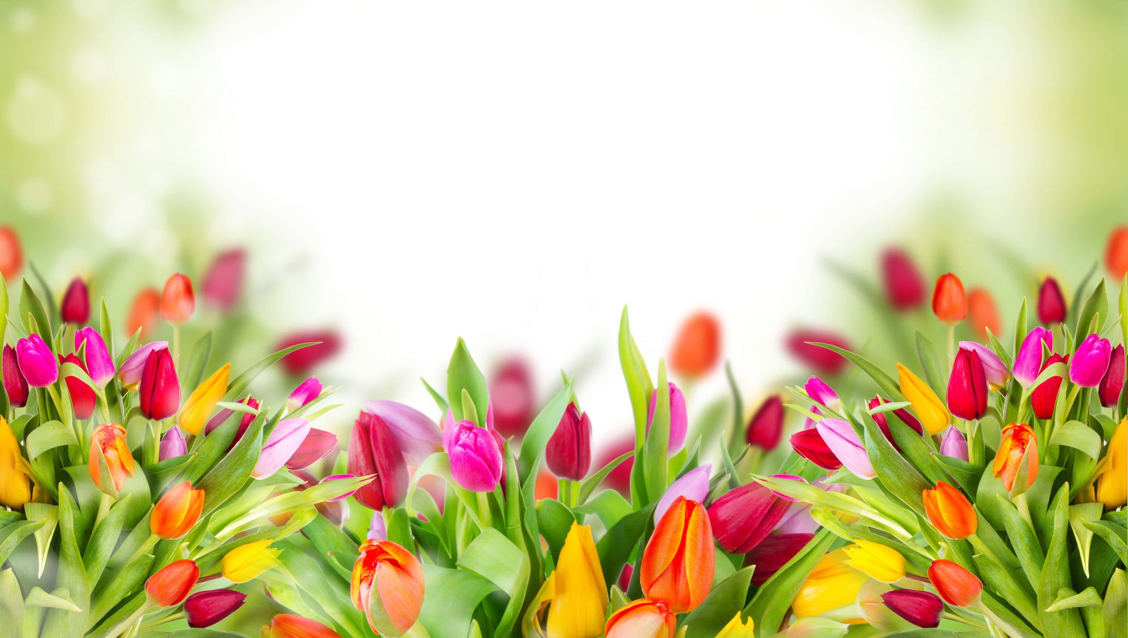 colorful flowers, tulips, pink, 4K Desktop Wallpaper