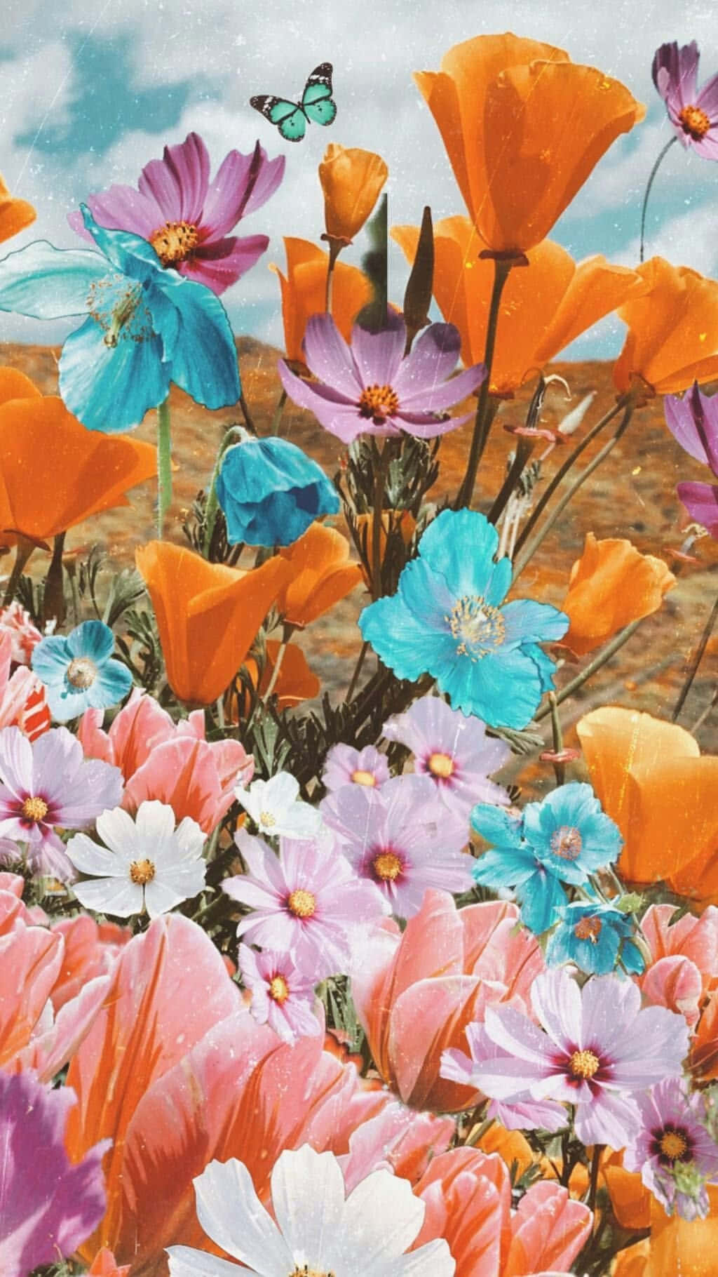 colorful flowers, orange pink and blue cosmos flowers, butterfly, HD Phone Wallpaper