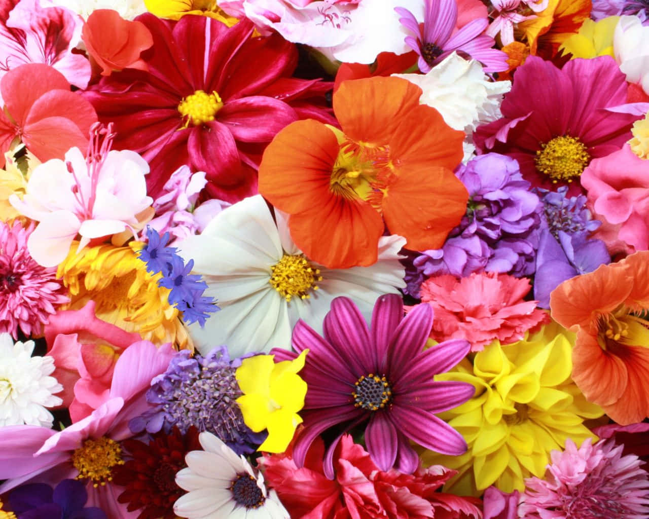 colorful flowers, red, orange, HD Desktop Wallpaper