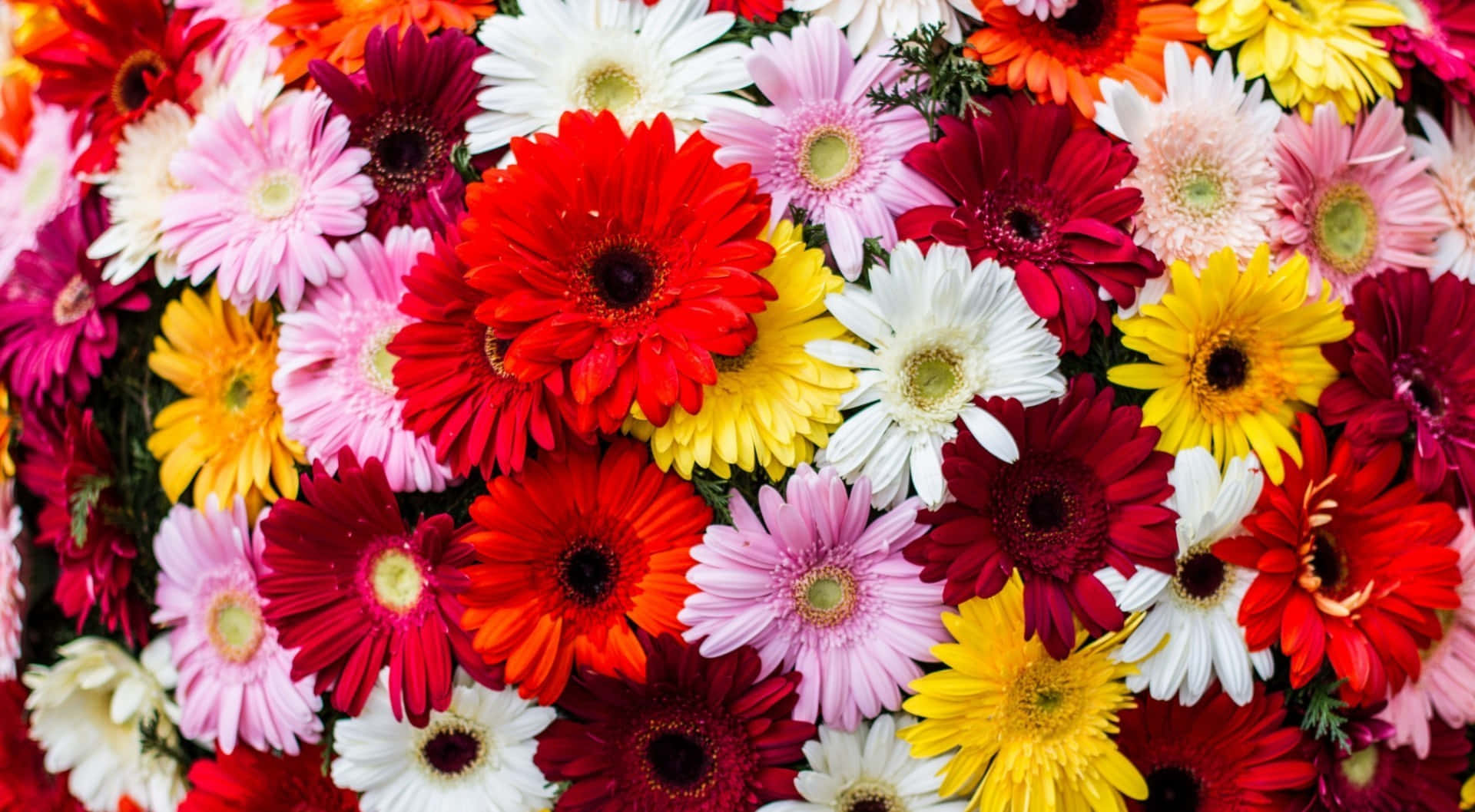 gerbera daisies, red, pink, Full HD Desktop Wallpaper