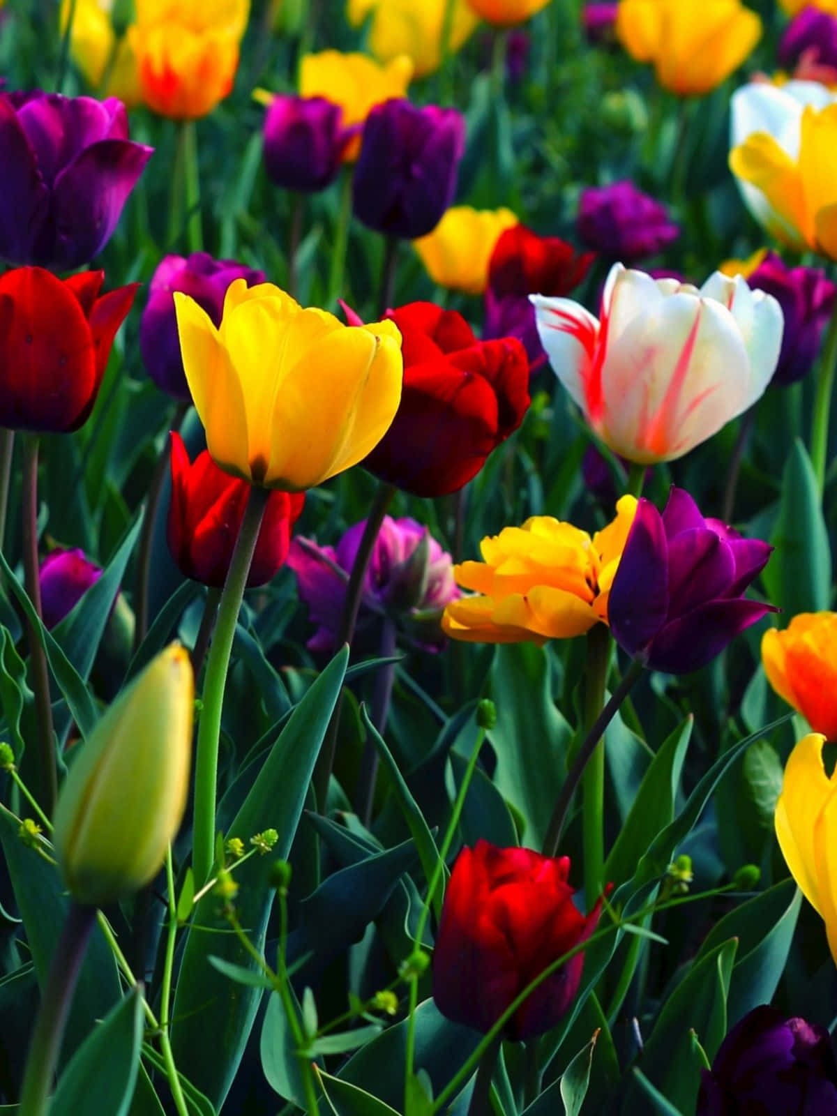 colorful flowers, multicolored tulips, lush green stems, HD Phone Wallpaper