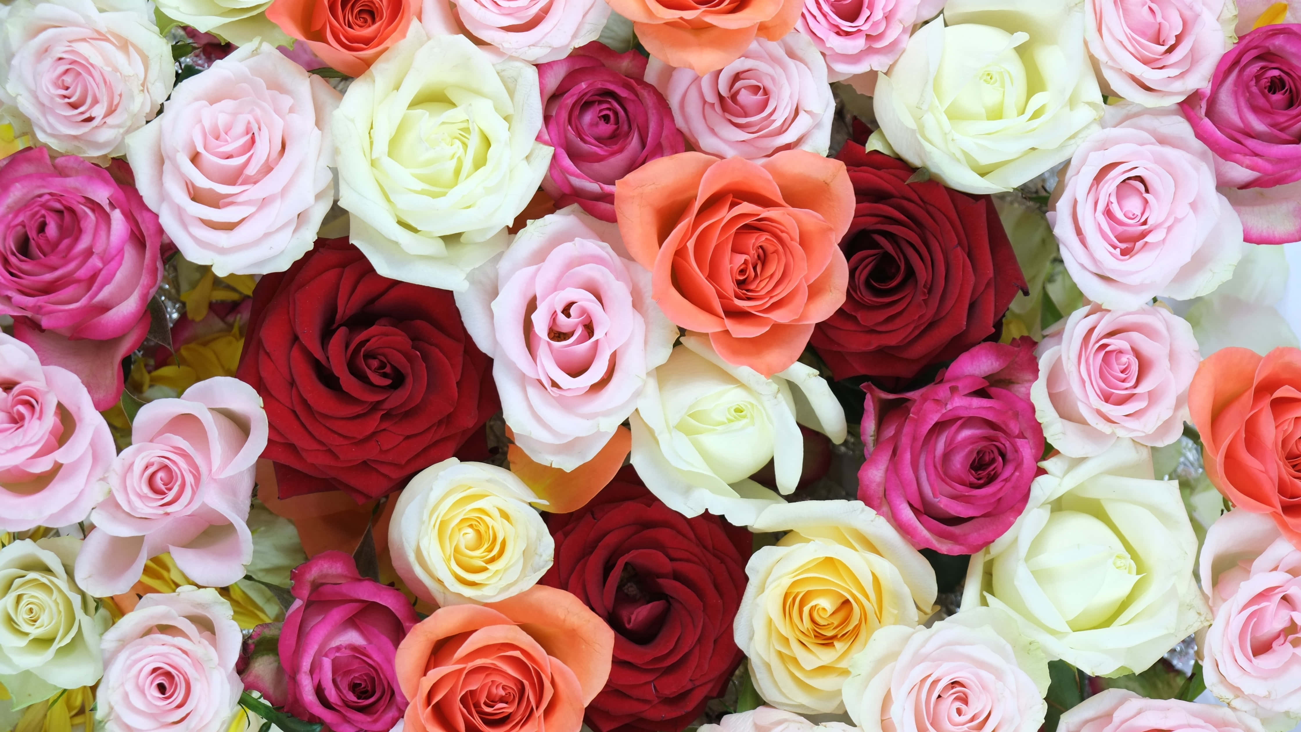 colorful flowers, roses, pink, 4K Desktop Wallpaper