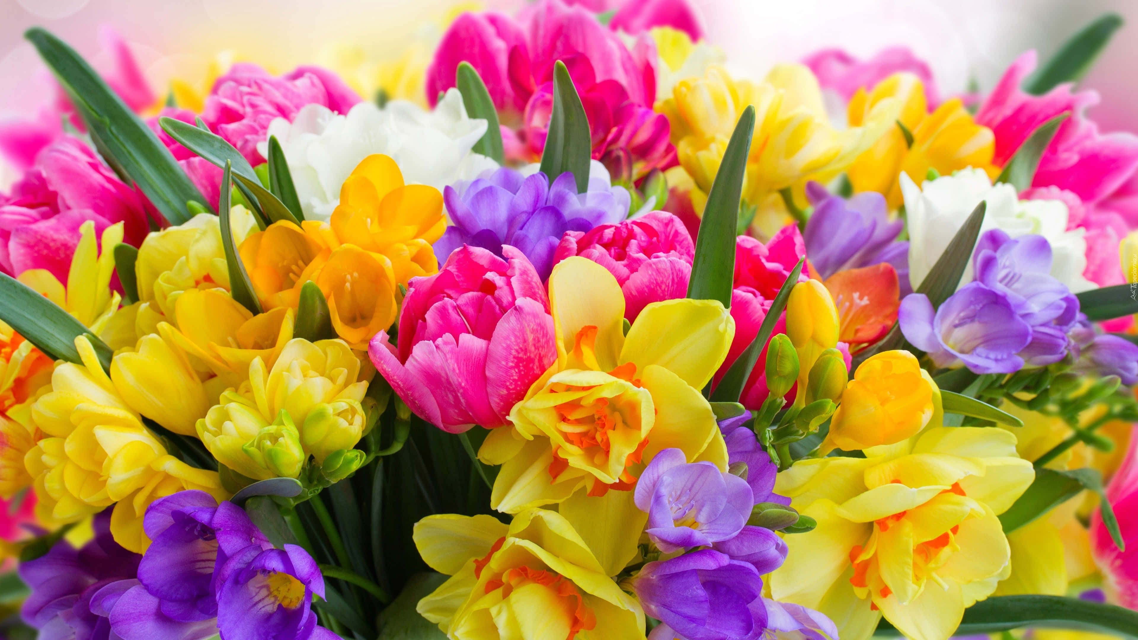 colorful flowers, pink, yellow, 4K Desktop Wallpaper