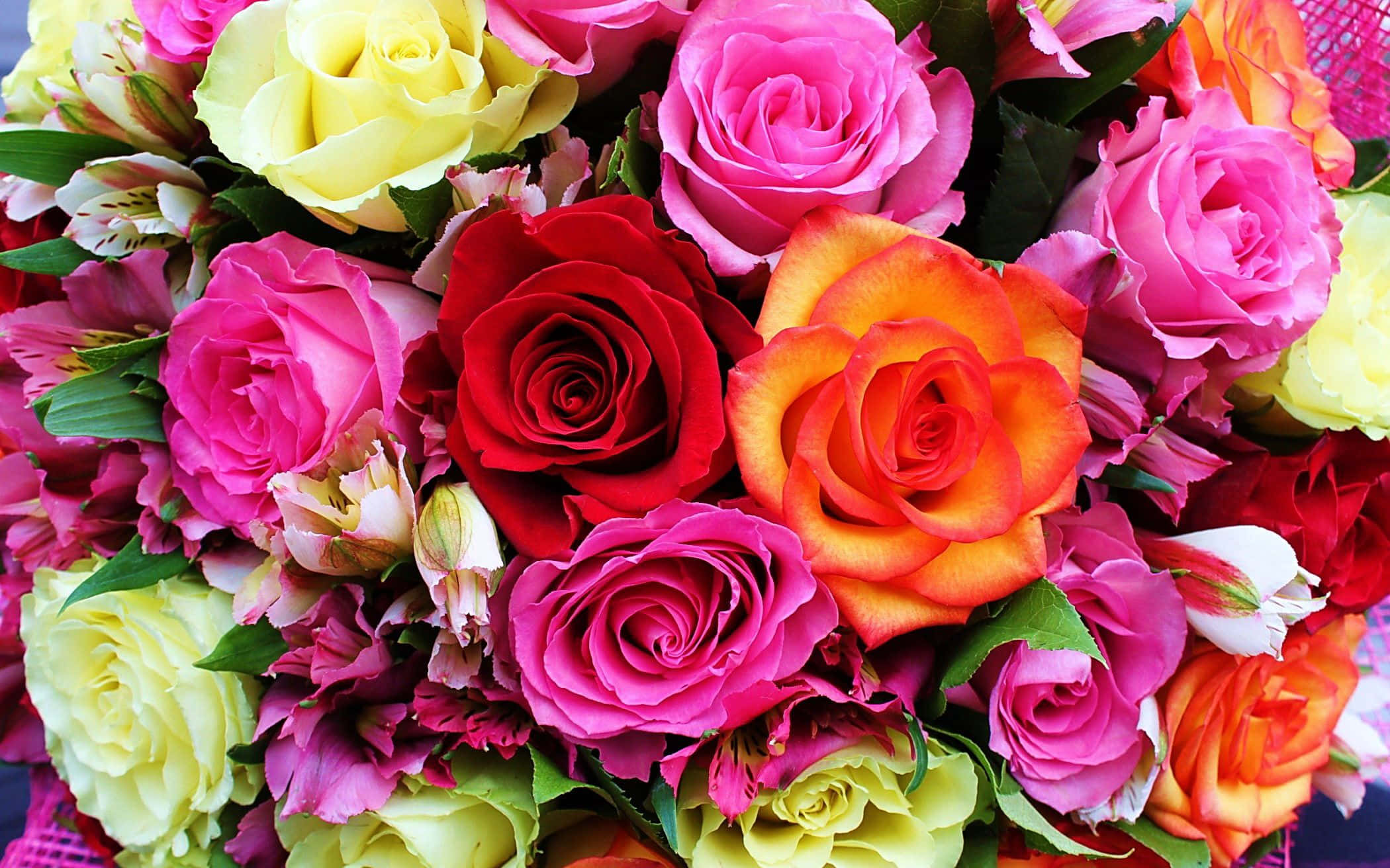 colorful flowers, roses, vivid pinks, Full HD Desktop Wallpaper