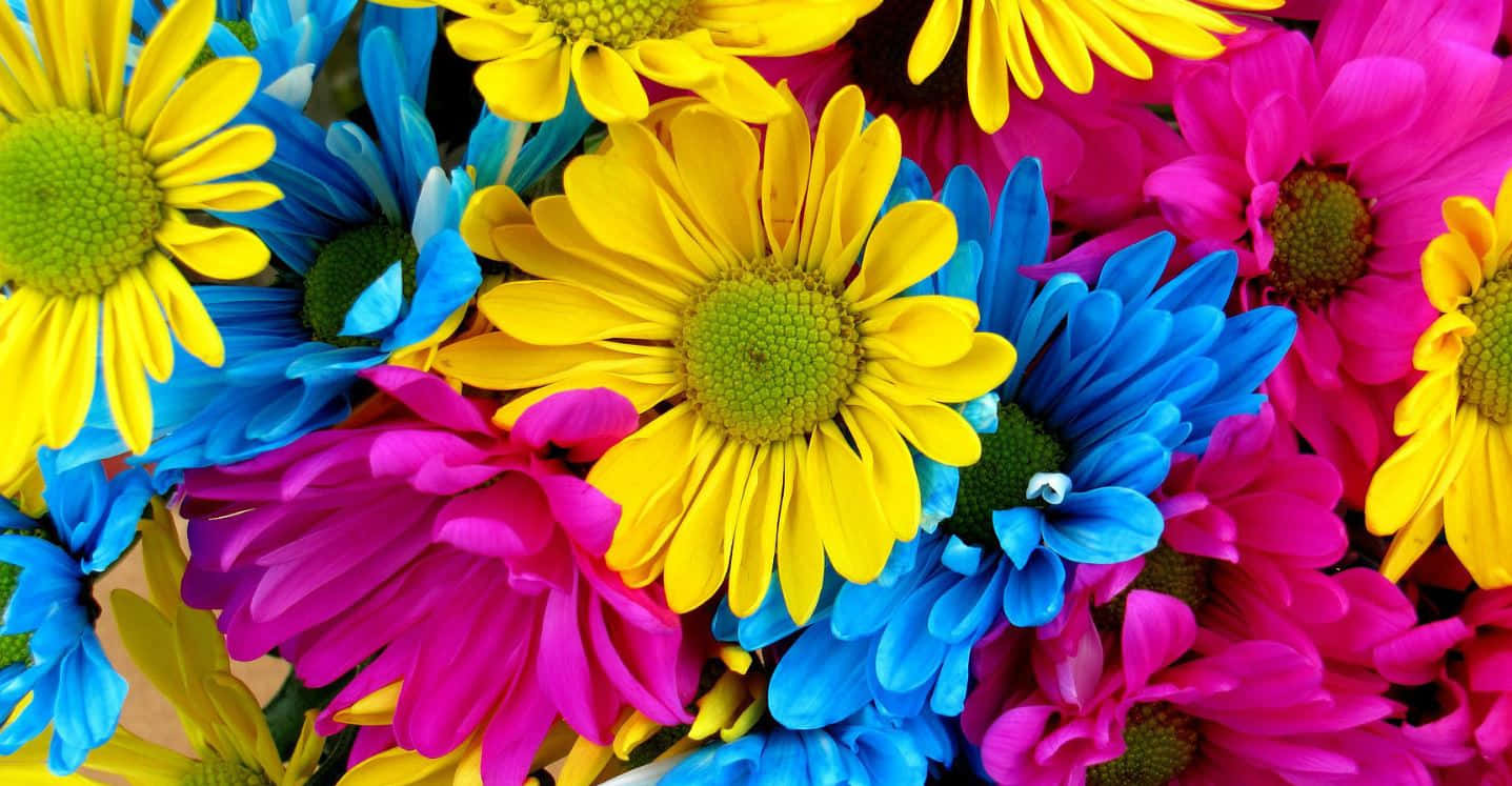 colorful flowers, daisies, electric yellow, HD Desktop Wallpaper