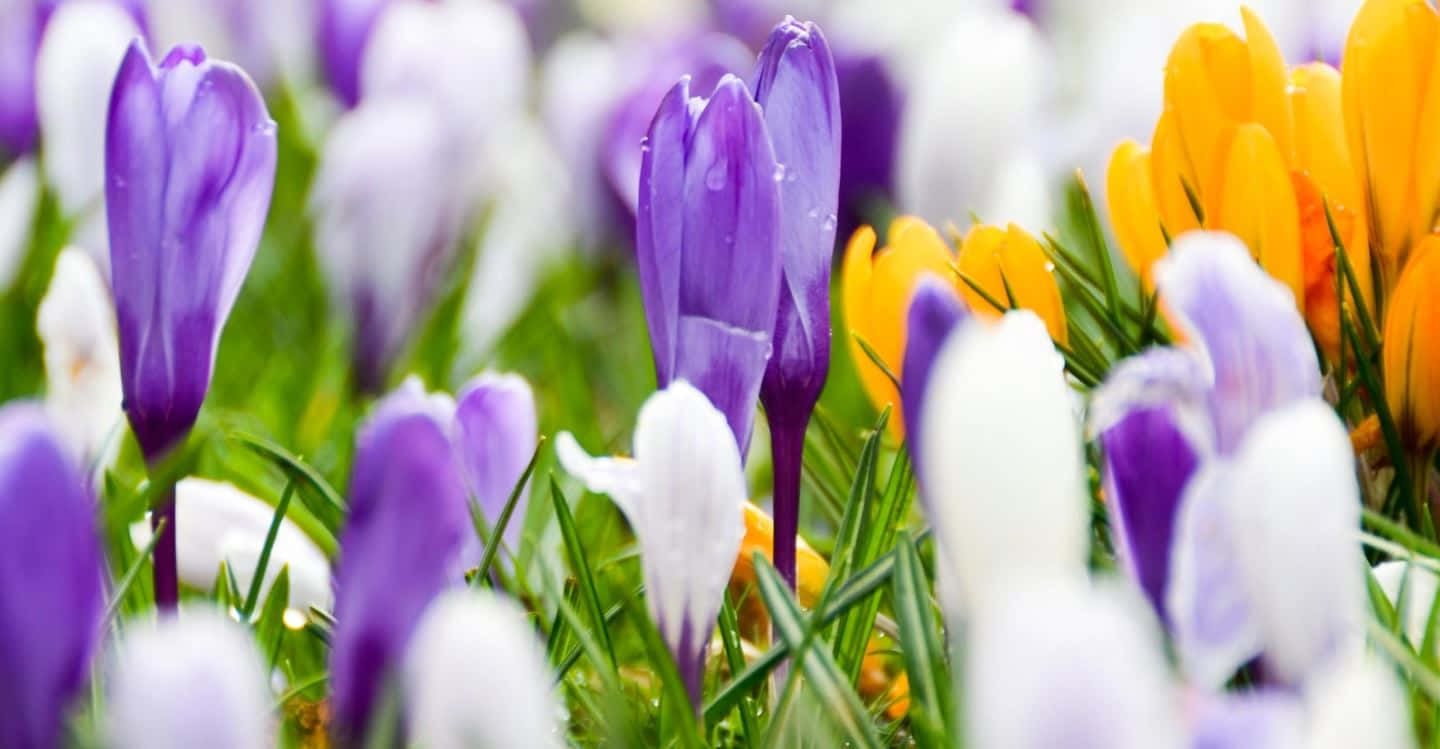vibrant purple, white, yellow crocus flowers, HD Desktop Wallpaper