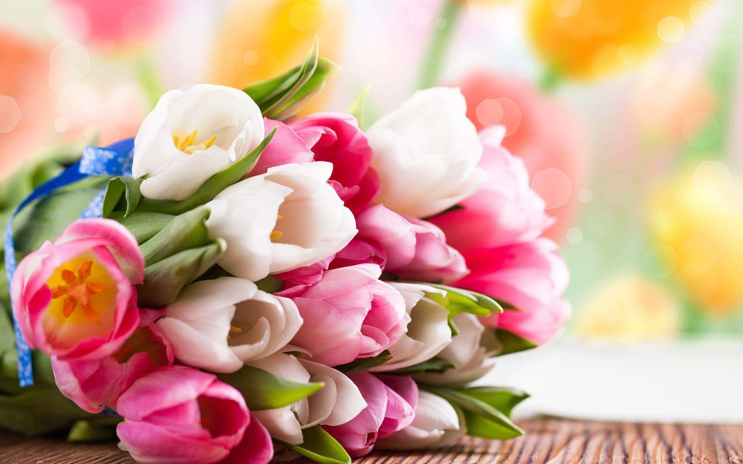 pink and white tulips, blue ribbon, wooden surface, 2K Desktop Wallpaper