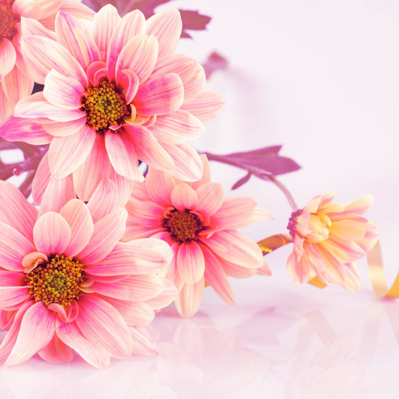 daisy flower bouquet, soft pink daisies, yellow centers, HD Desktop Wallpaper