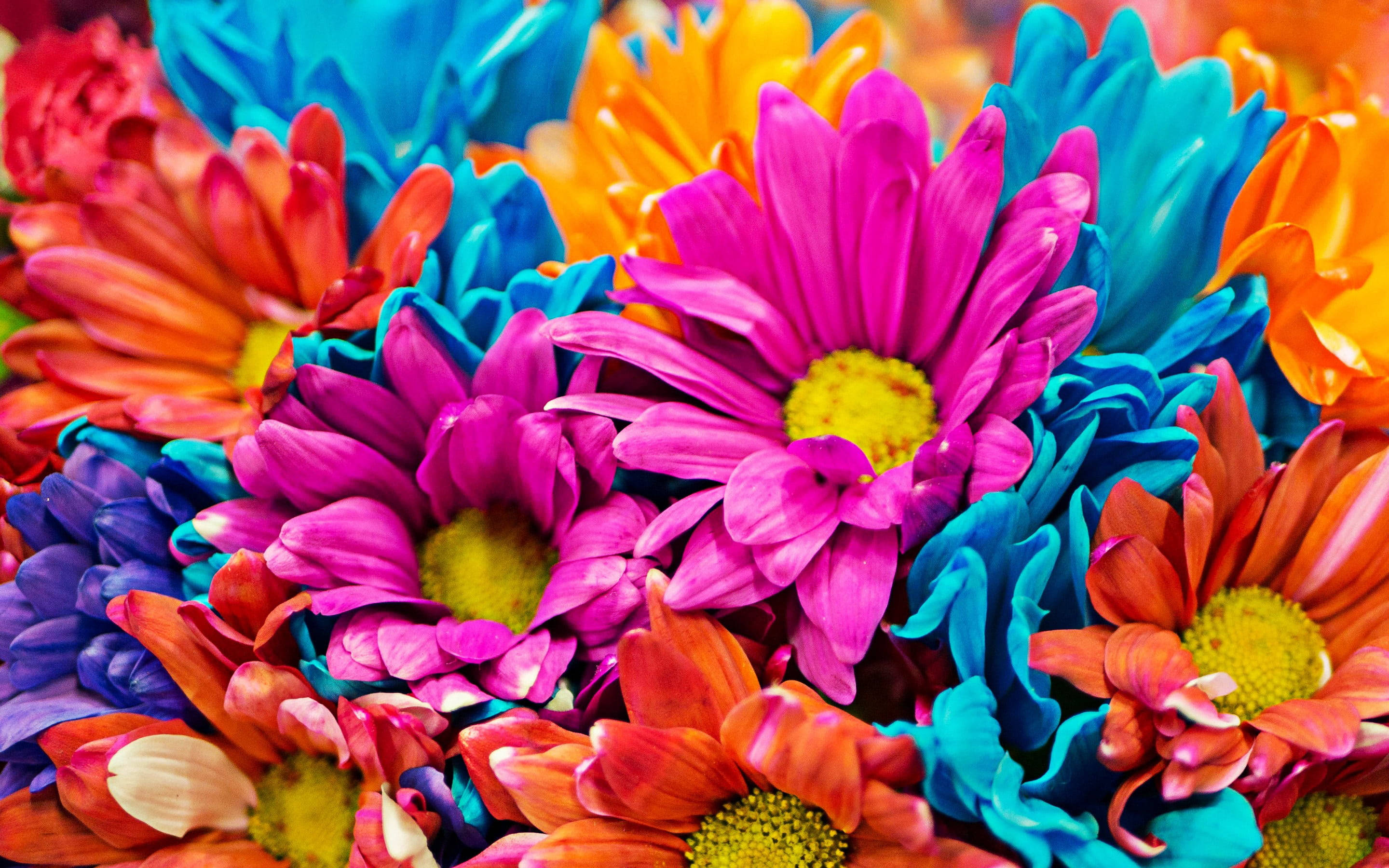 daisies, electric pink, orange, 2K Desktop Wallpaper