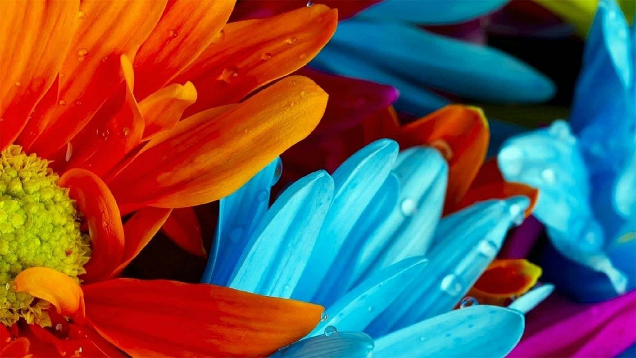 colorful flowers, orange and blue gerbera daisies, dew drops, Full HD Desktop Wallpaper