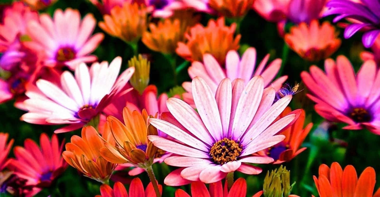 Vibrant pink orange and purple daisies, small bee, full bloom, HD Desktop Wallpaper