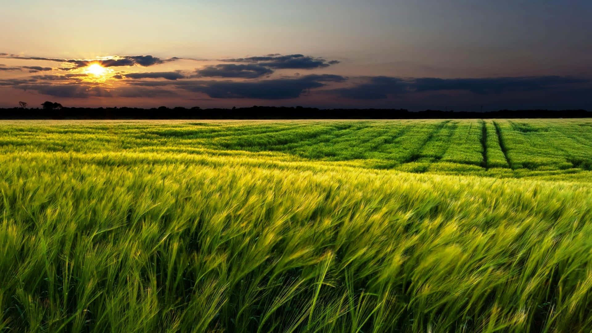 sunset landscape, golden wheat field, dramatic sunset sky, Full HD Desktop Wallpaper
