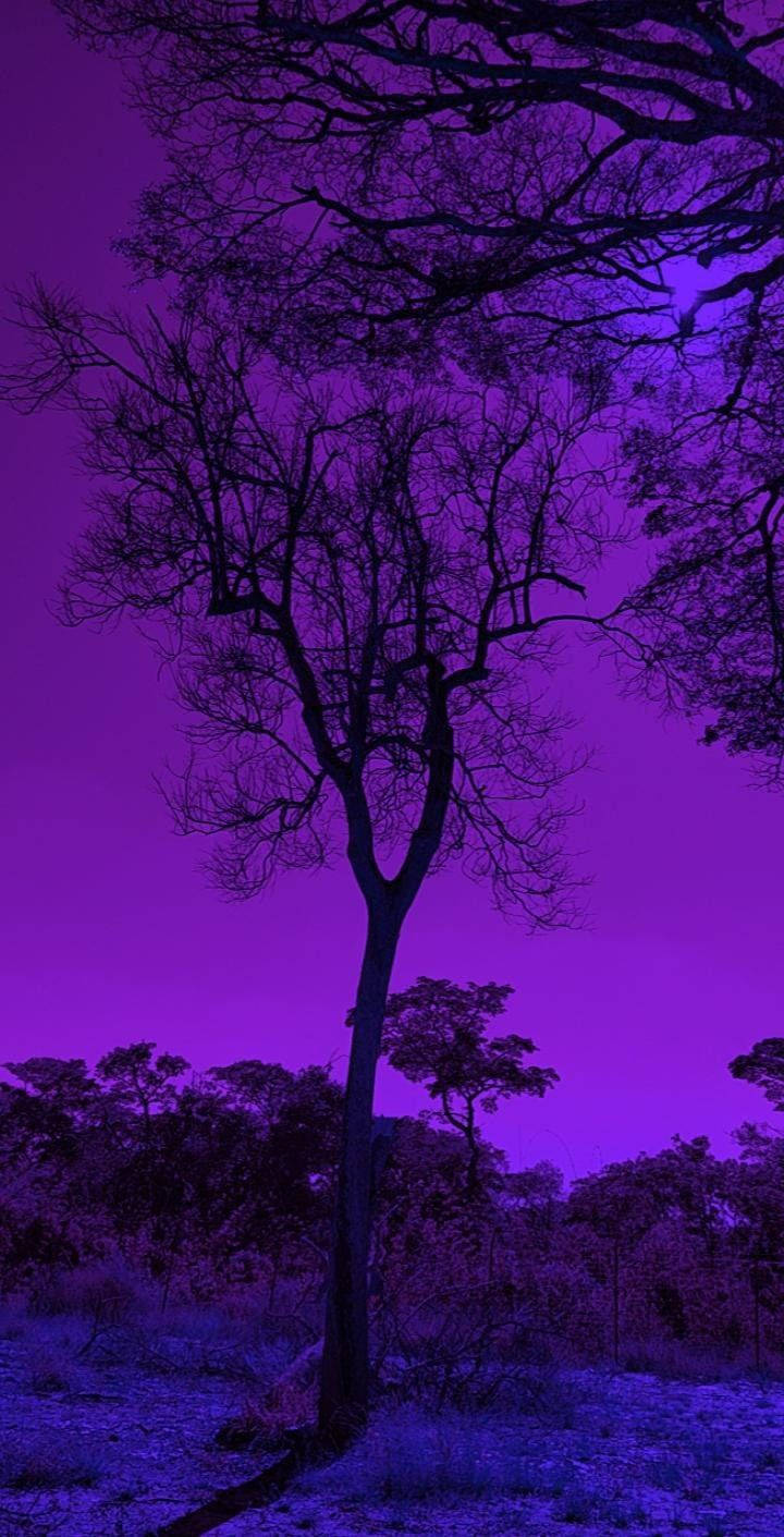 dark purple aesthetic, surreal purple twilight sky, leafless tree, HD Phone Wallpaper