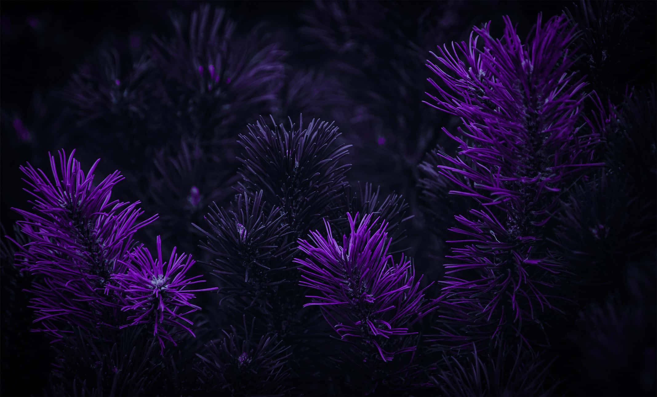 purple pine trees, vibrant purple, spiky plants, Full HD Desktop Wallpaper