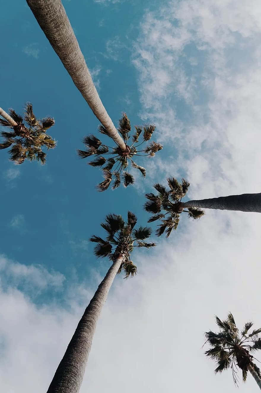 trees, palm trees, vibrant blue sky, HD Phone Wallpaper