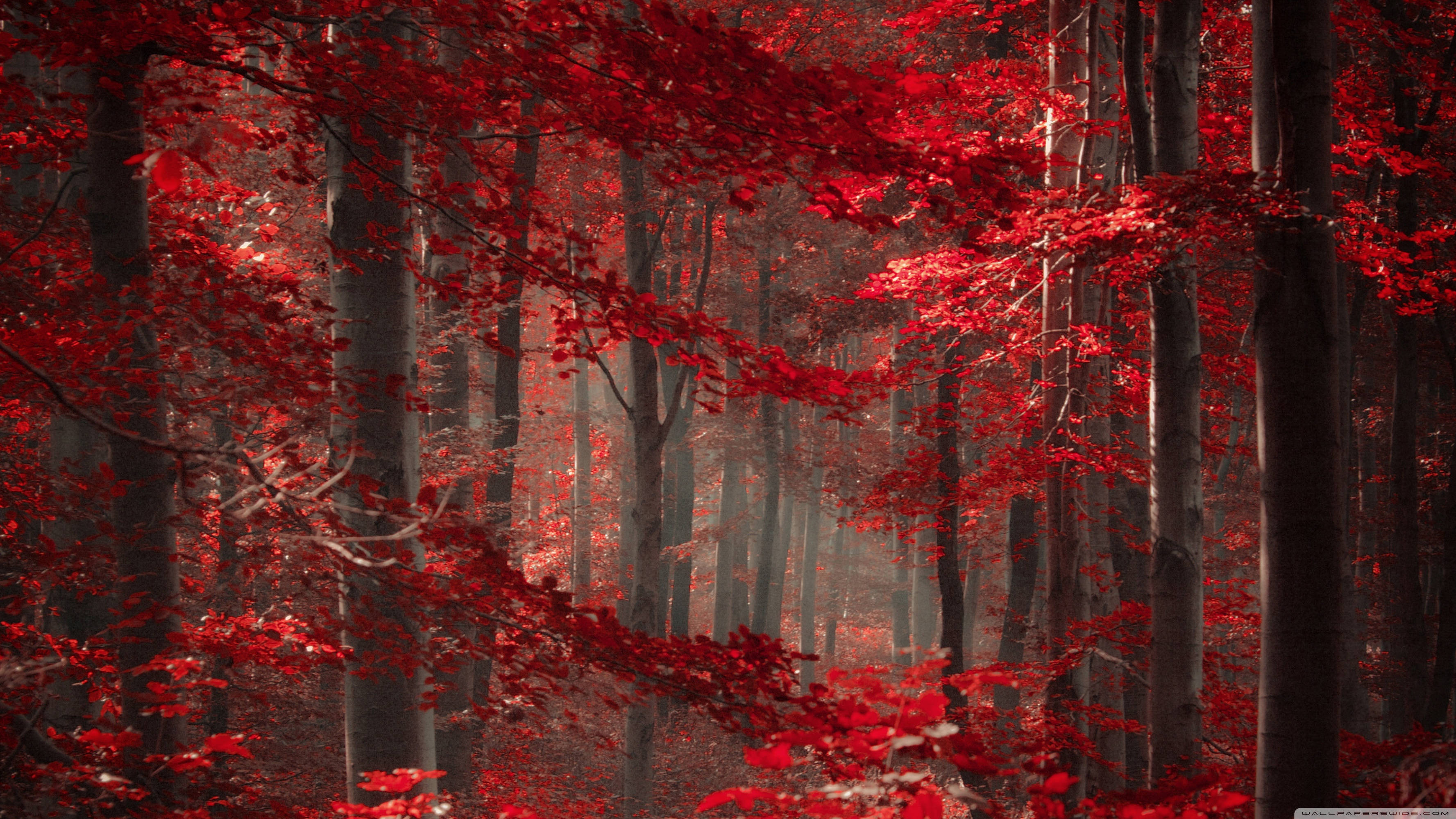 enchanted forest, red trees, vivid red foliage, 2K Desktop Wallpaper