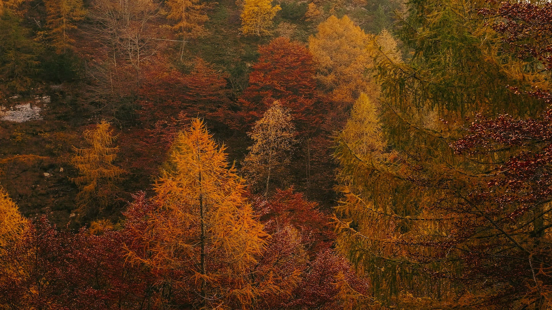 autumnal forest, orange red, gold, Full HD Desktop Wallpaper