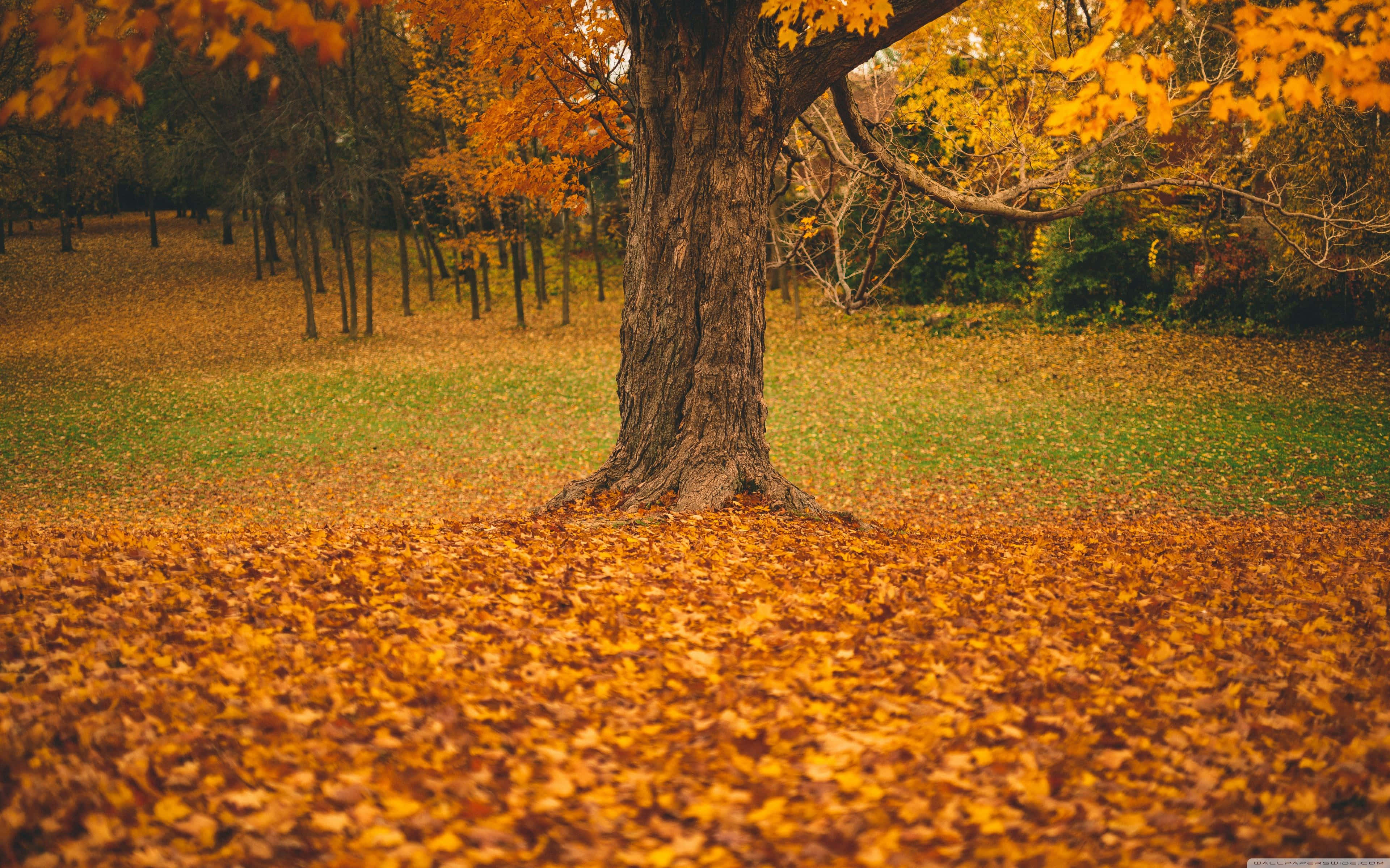 colorful trees, autumn tree, golden leaves, 4K Desktop Wallpaper