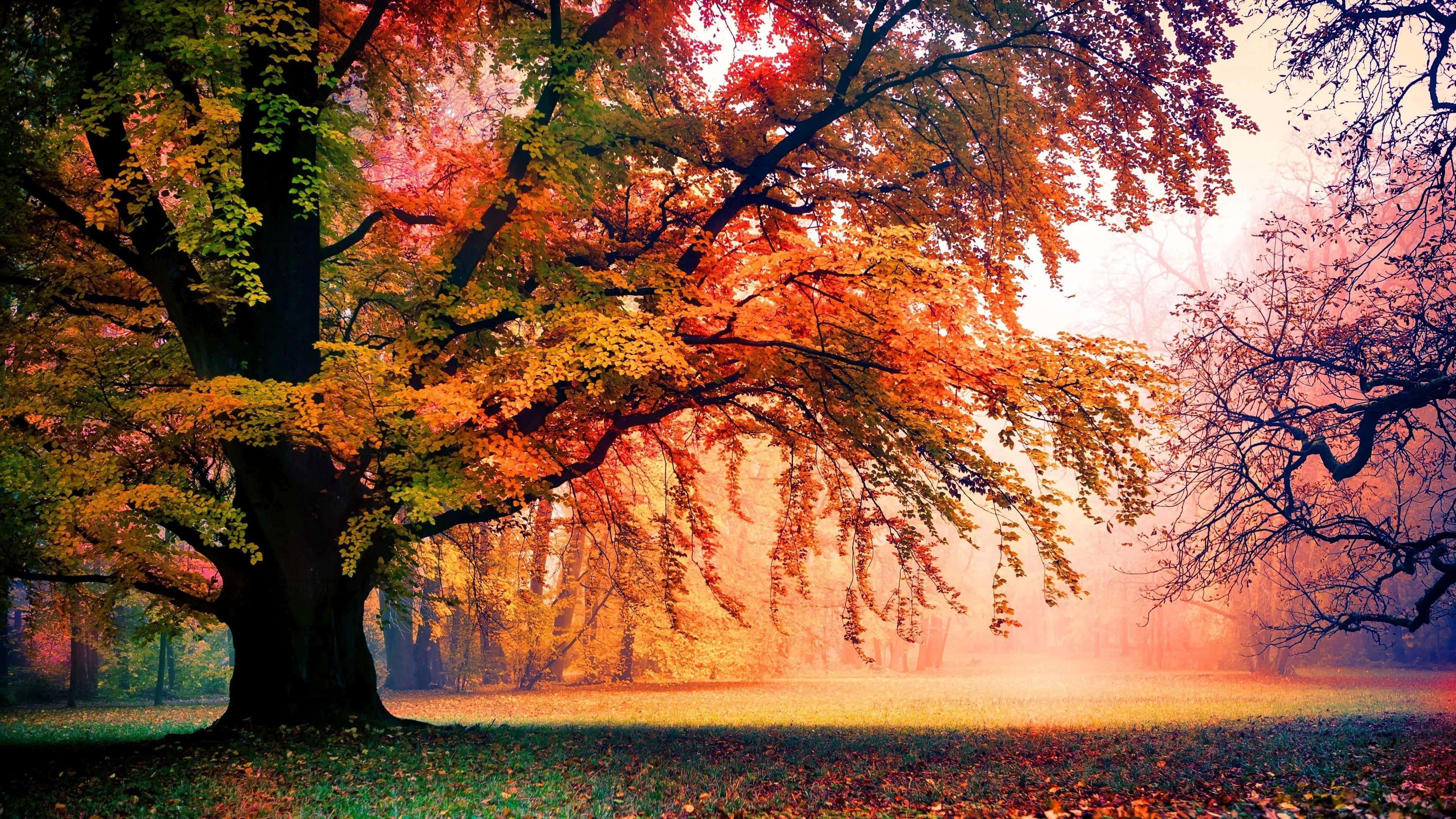 colorful trees, autumn tree, fiery orange and red leaves, 4K Desktop Wallpaper