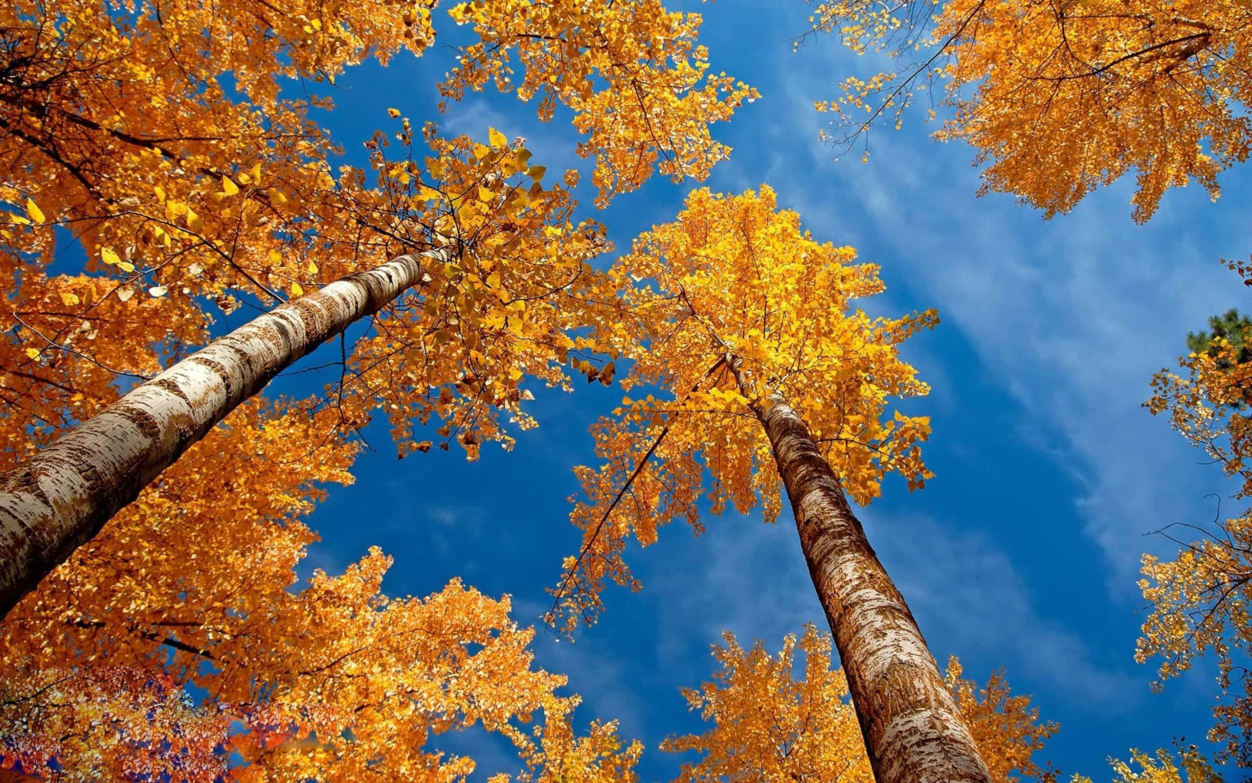 colorful trees, vibrant autumn forest, golden autumn leaves, 2K Desktop Wallpaper