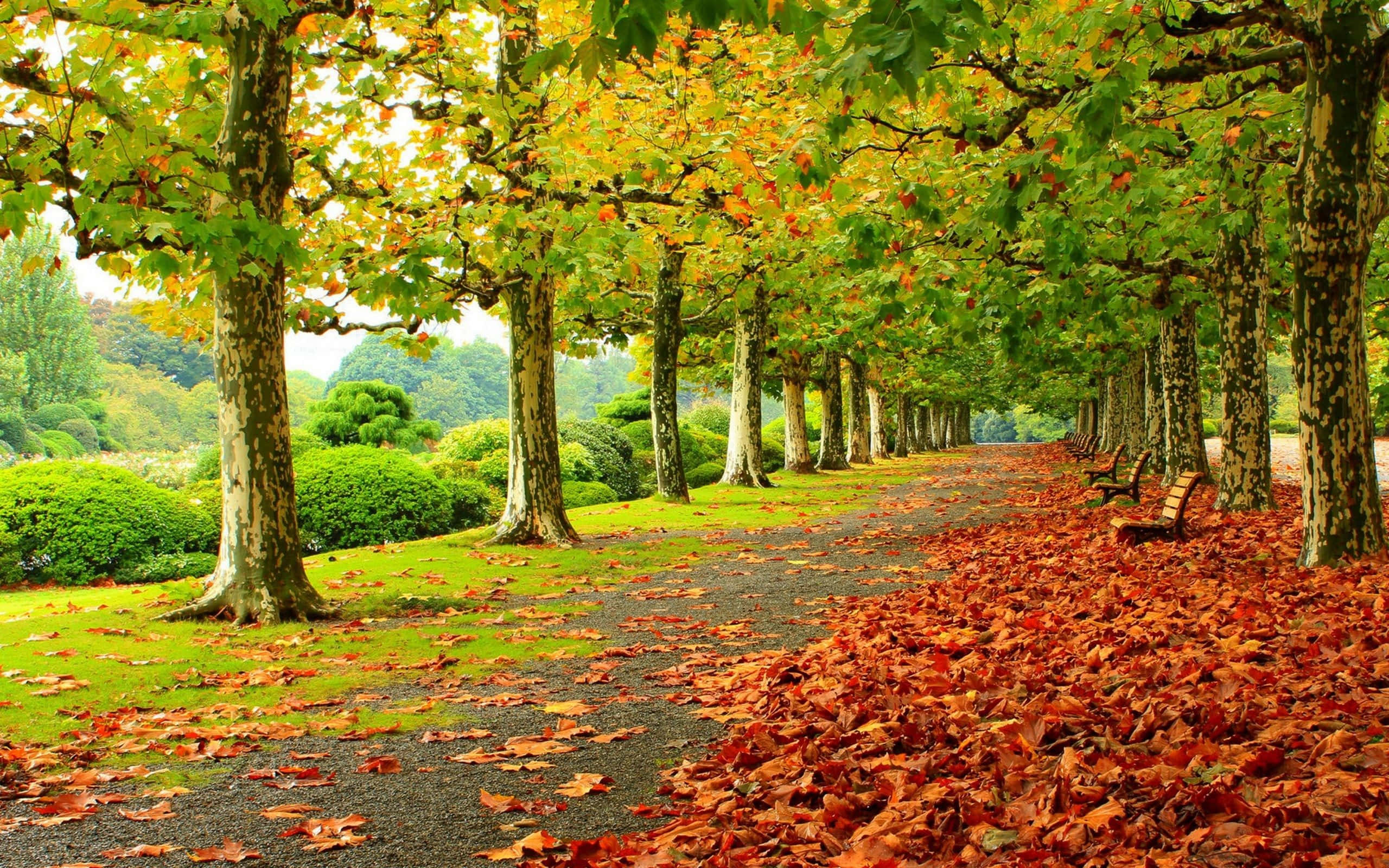 colorful trees, autumn path, tall trees, 2K Desktop Wallpaper