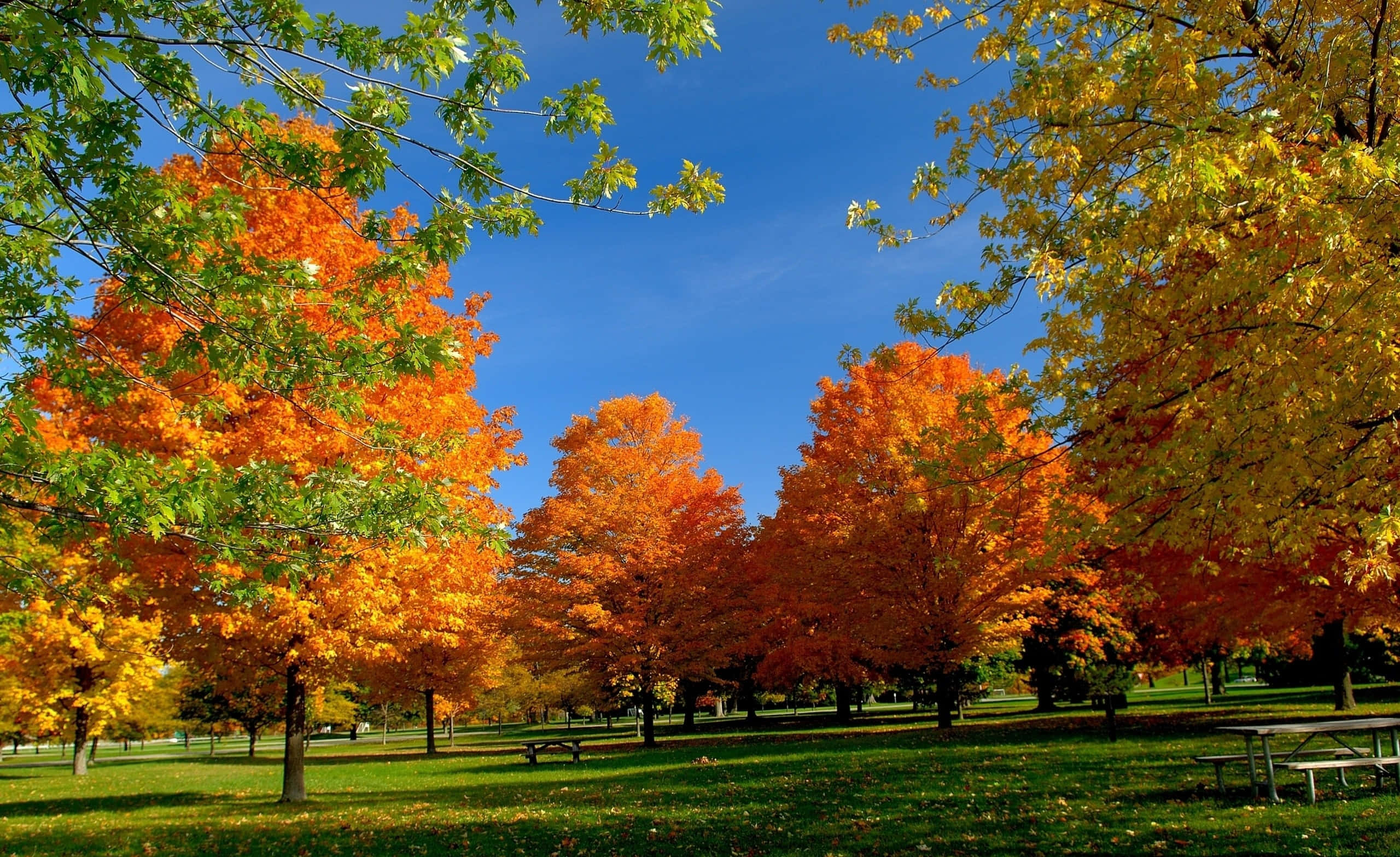 Colorful Trees, maple trees, orange, 2K Desktop Wallpaper
