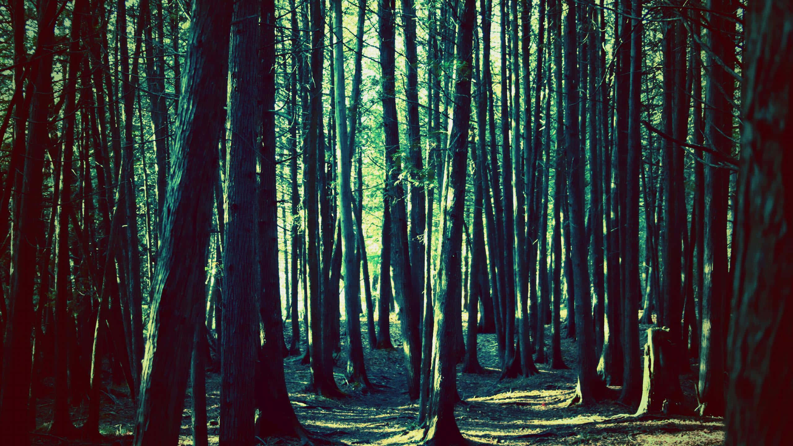enchanted blue forest, tall trees, dense forest, 2K Desktop Wallpaper