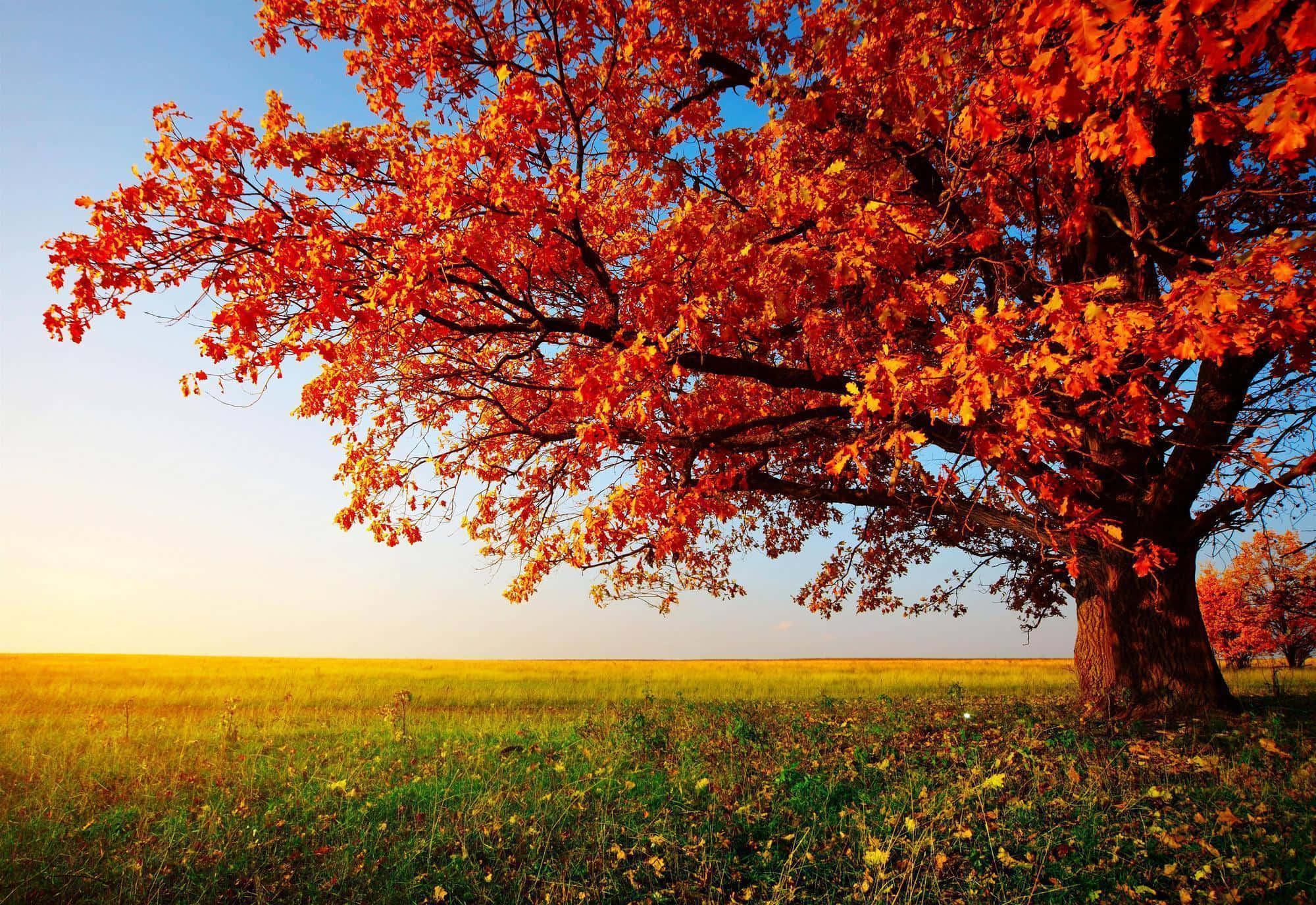 colorful trees, autumn tree, fiery orange leaves, Full HD Desktop Wallpaper