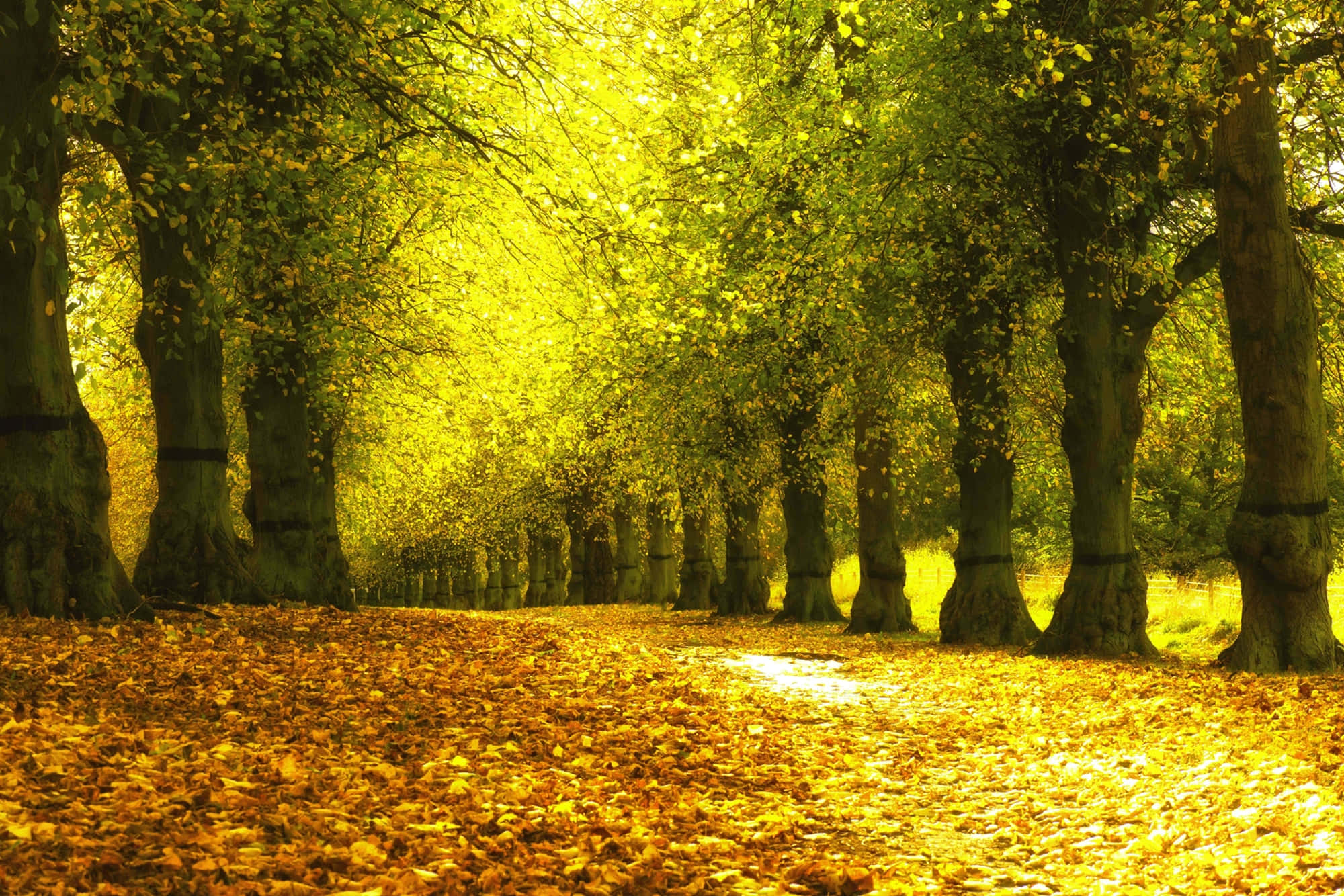 colorful trees, golden autumn forest, sunlit path, Full HD Desktop Wallpaper
