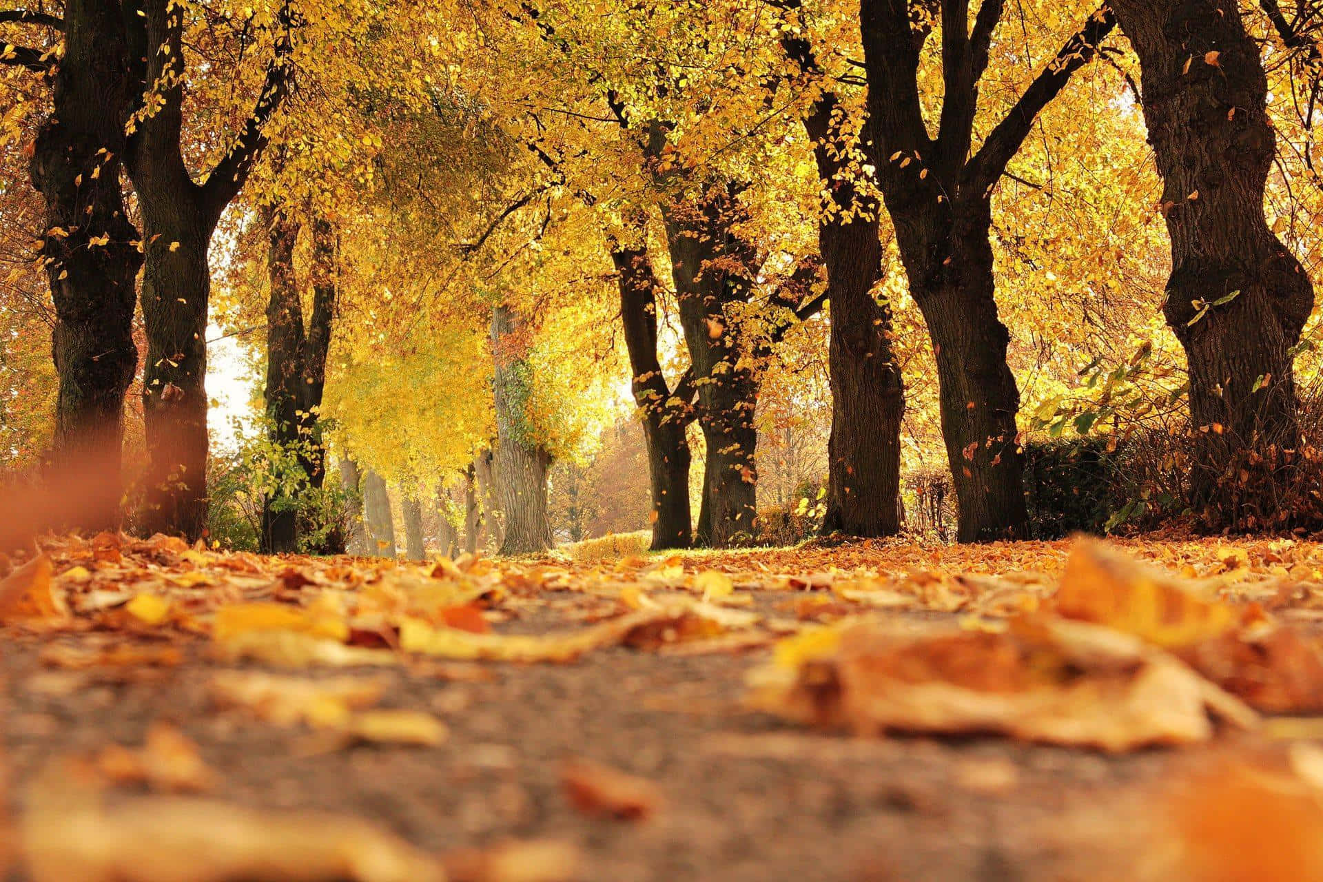 colorful trees, autumn leaves, golden autumn leaves, Full HD Desktop Wallpaper