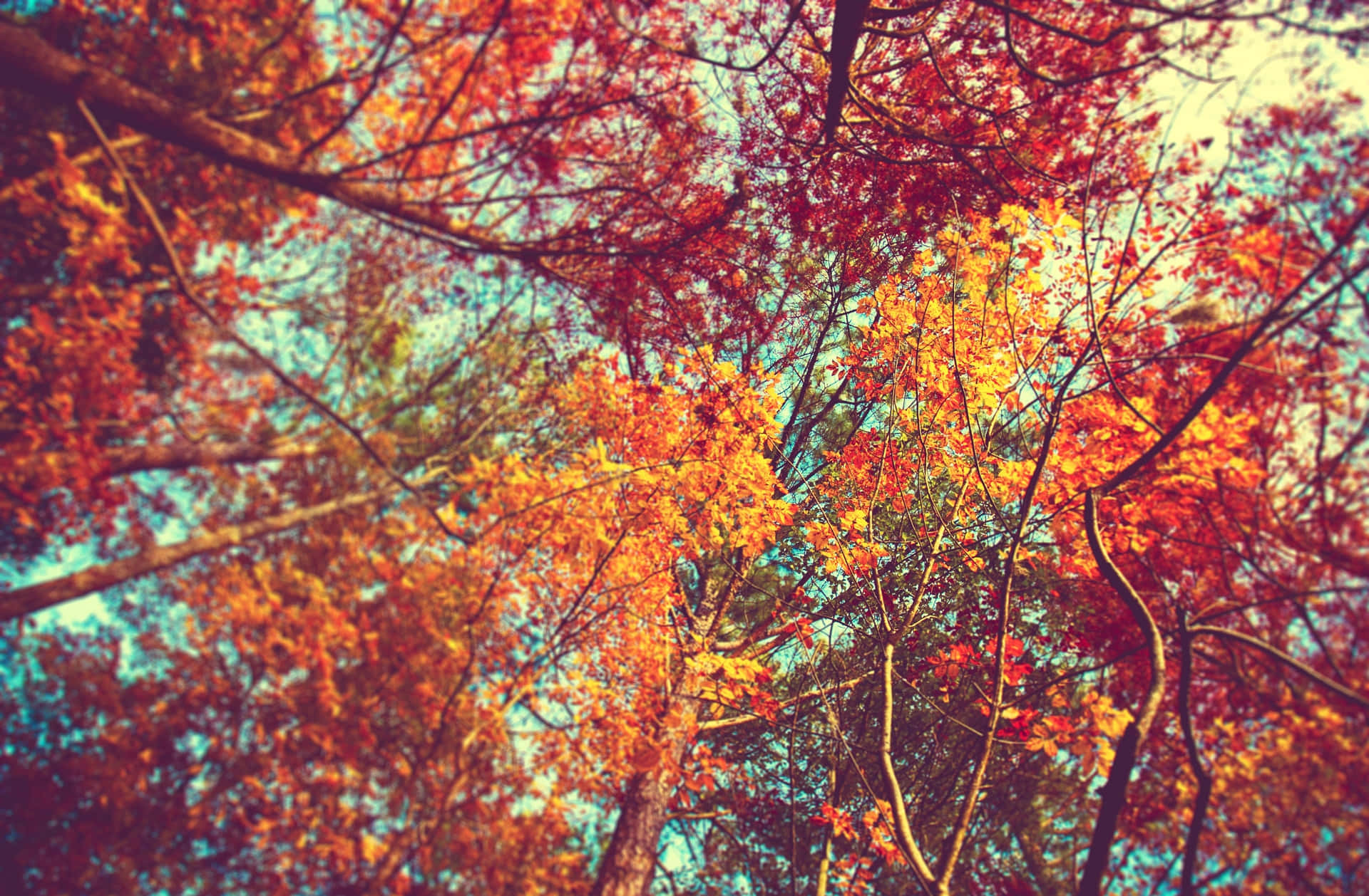 colorful trees, autumn leaves, fiery reds oranges and yellows, Full HD Desktop Wallpaper