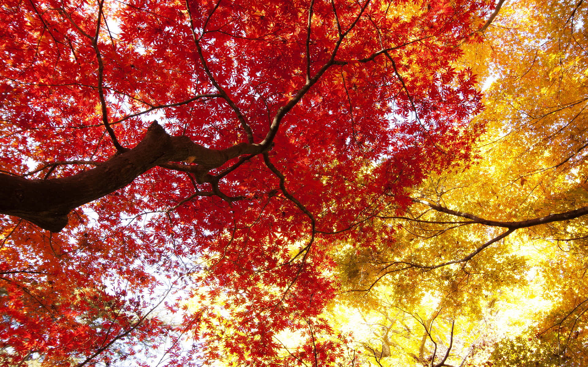Colorful Trees, red maple leaves, golden maple leaves, Full HD Desktop Wallpaper