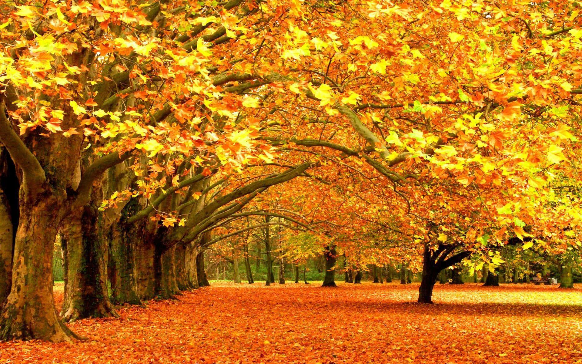colorful trees, autumn pathway, golden leaves, Full HD Desktop Wallpaper