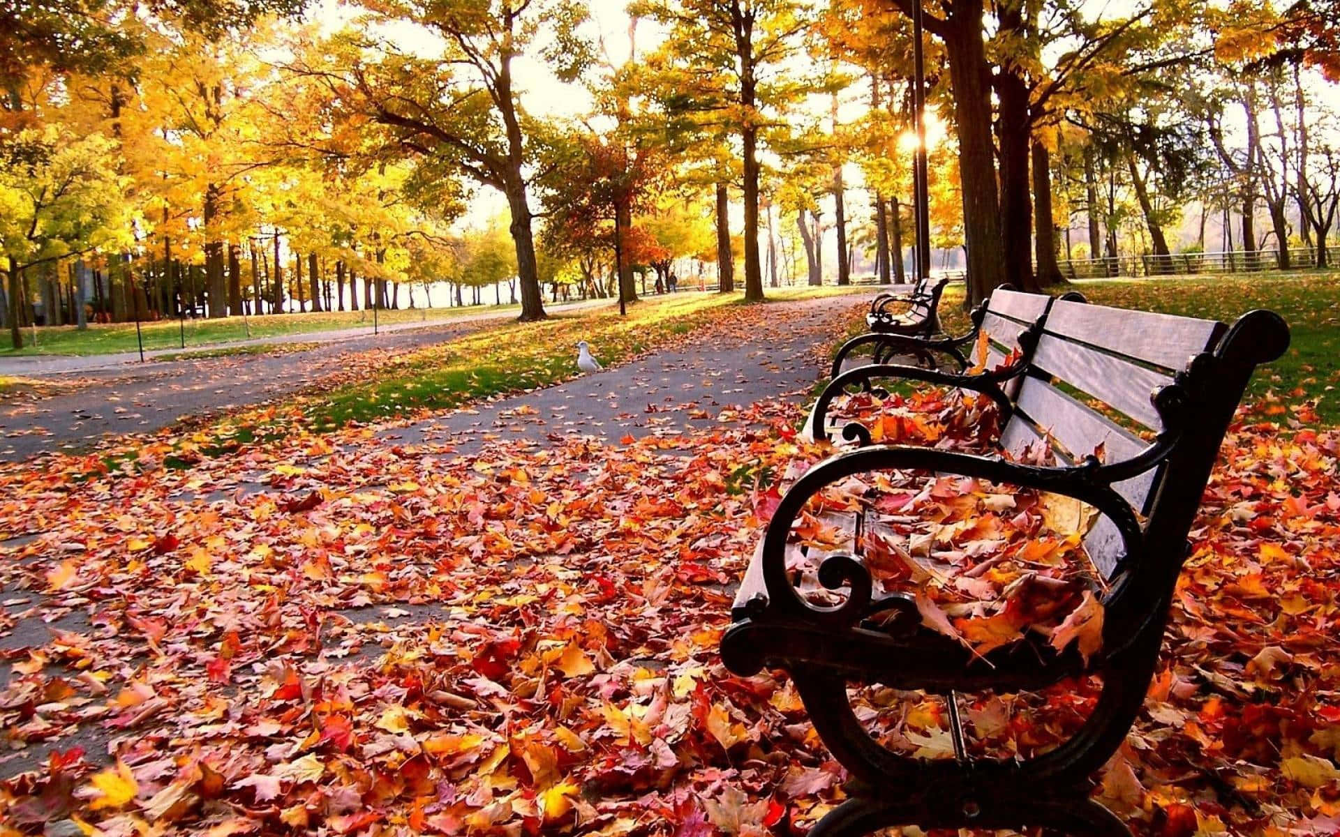 Colorful Trees, autumn park scene, ornate benches, Full HD Desktop Wallpaper