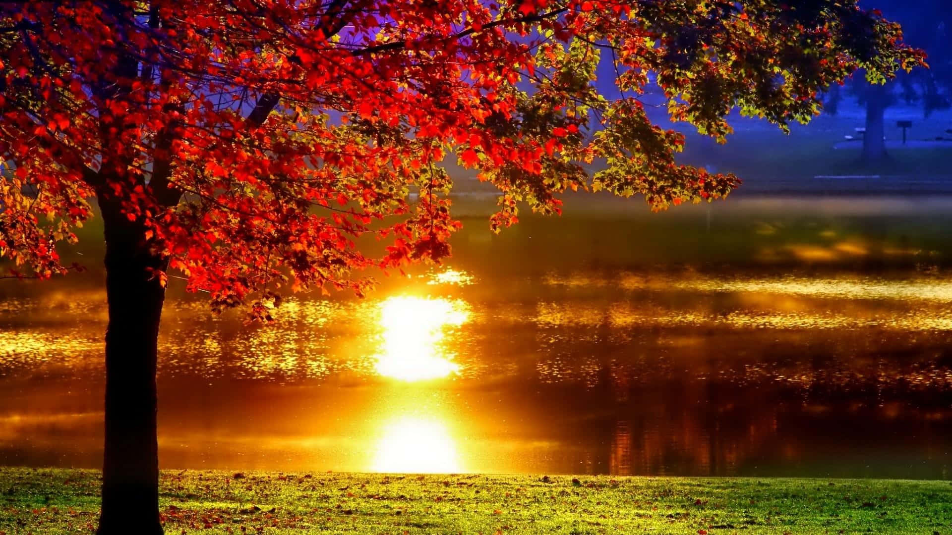 vibrant red maple tree, misty lake, sunset, Full HD Desktop Wallpaper
