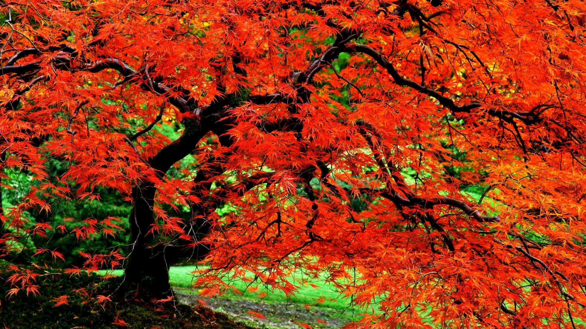 colorful trees, red maple tree, intricate branches, Full HD Desktop Wallpaper