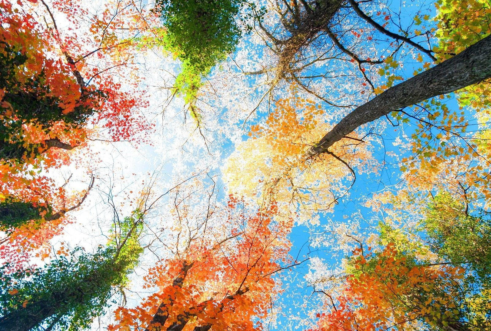 autumn leaves, fiery reds, oranges, HD Desktop Wallpaper