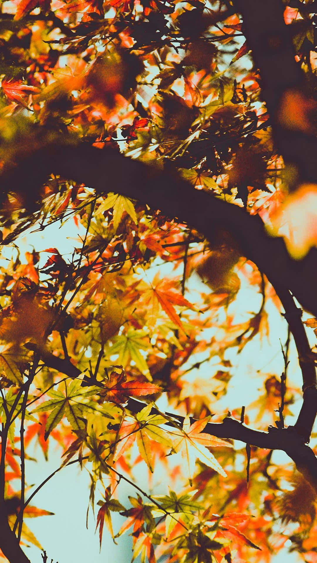 vibrant orange, yellow maple leaves, soft blue sky, Full HD Phone Wallpaper