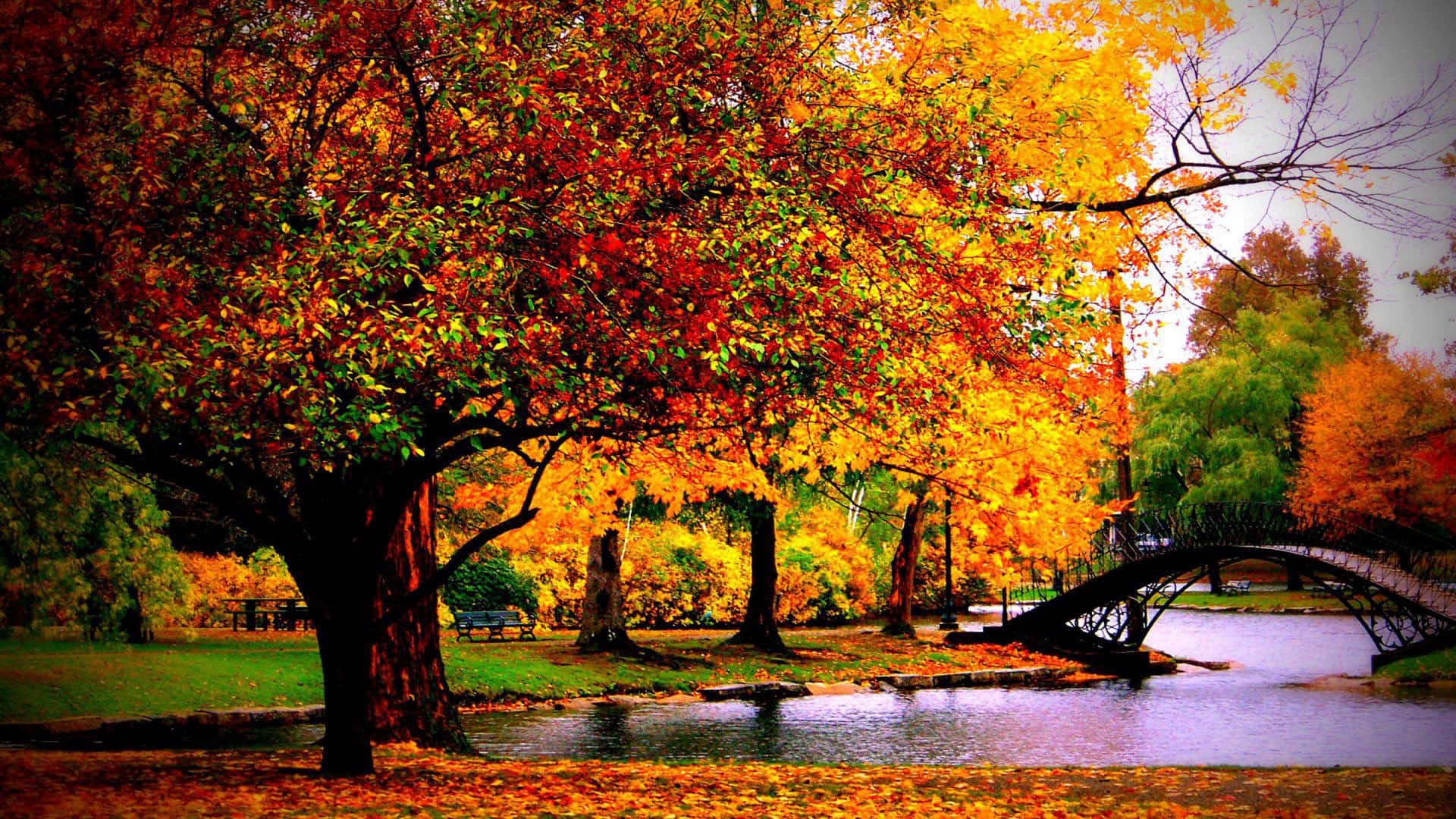 colorful trees, autumn park, fiery orange and red leaves, Full HD Desktop Wallpaper