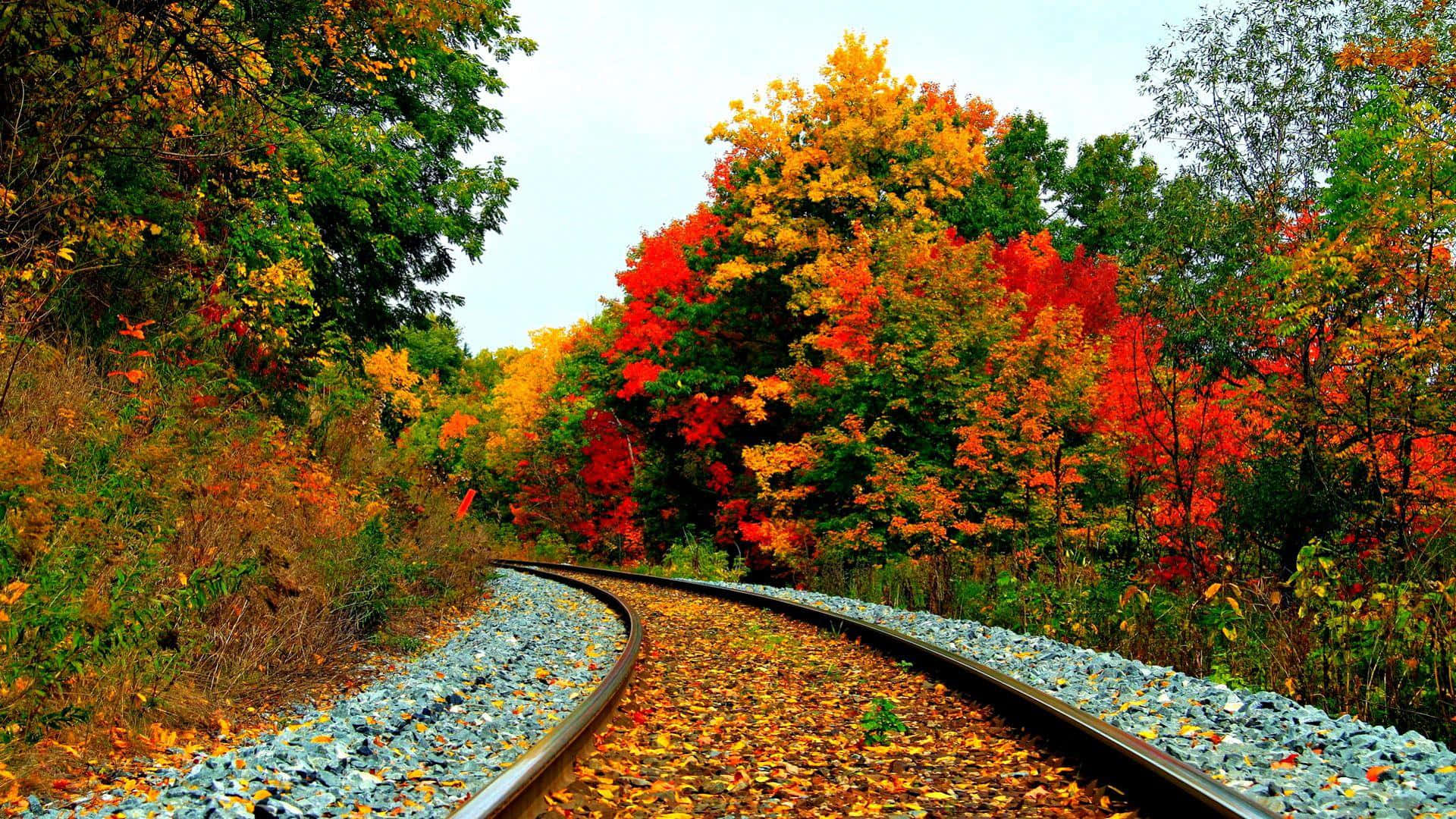 colorful trees, autumn forest, fiery red orange and gold foliage, Full HD Desktop Wallpaper