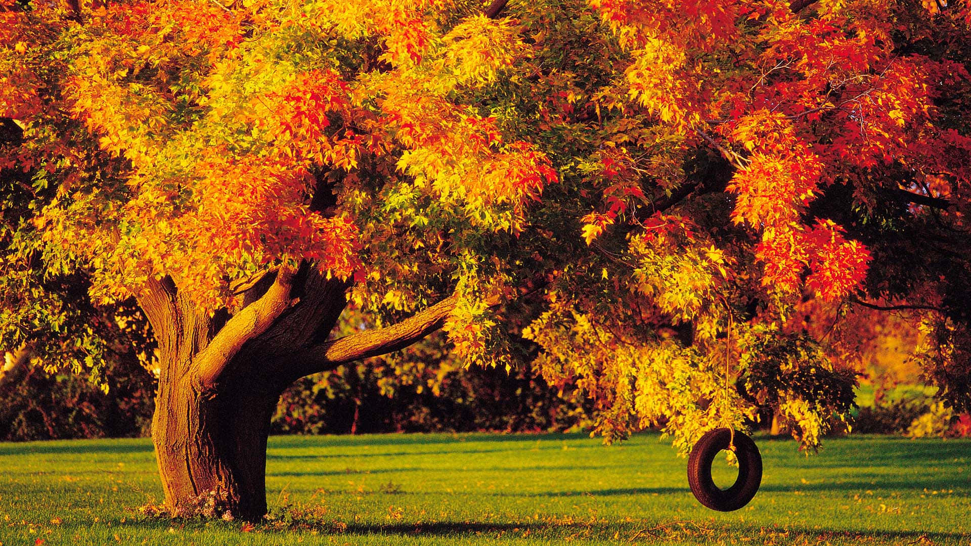 Colorful Trees, autumn, fiery orange and yellow leaves, Full HD Desktop Wallpaper