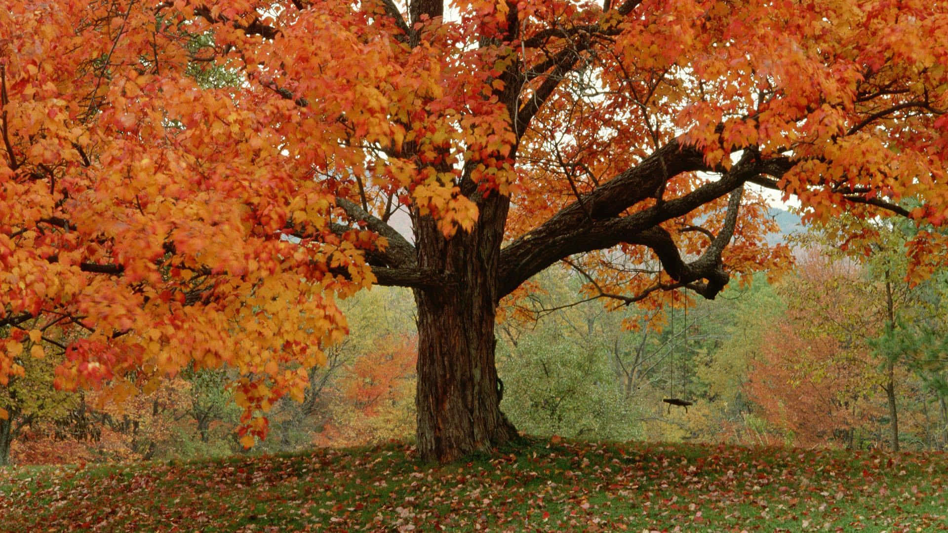 Colorful Trees, autumn tree, fiery orange and red leaves, Full HD Desktop Wallpaper