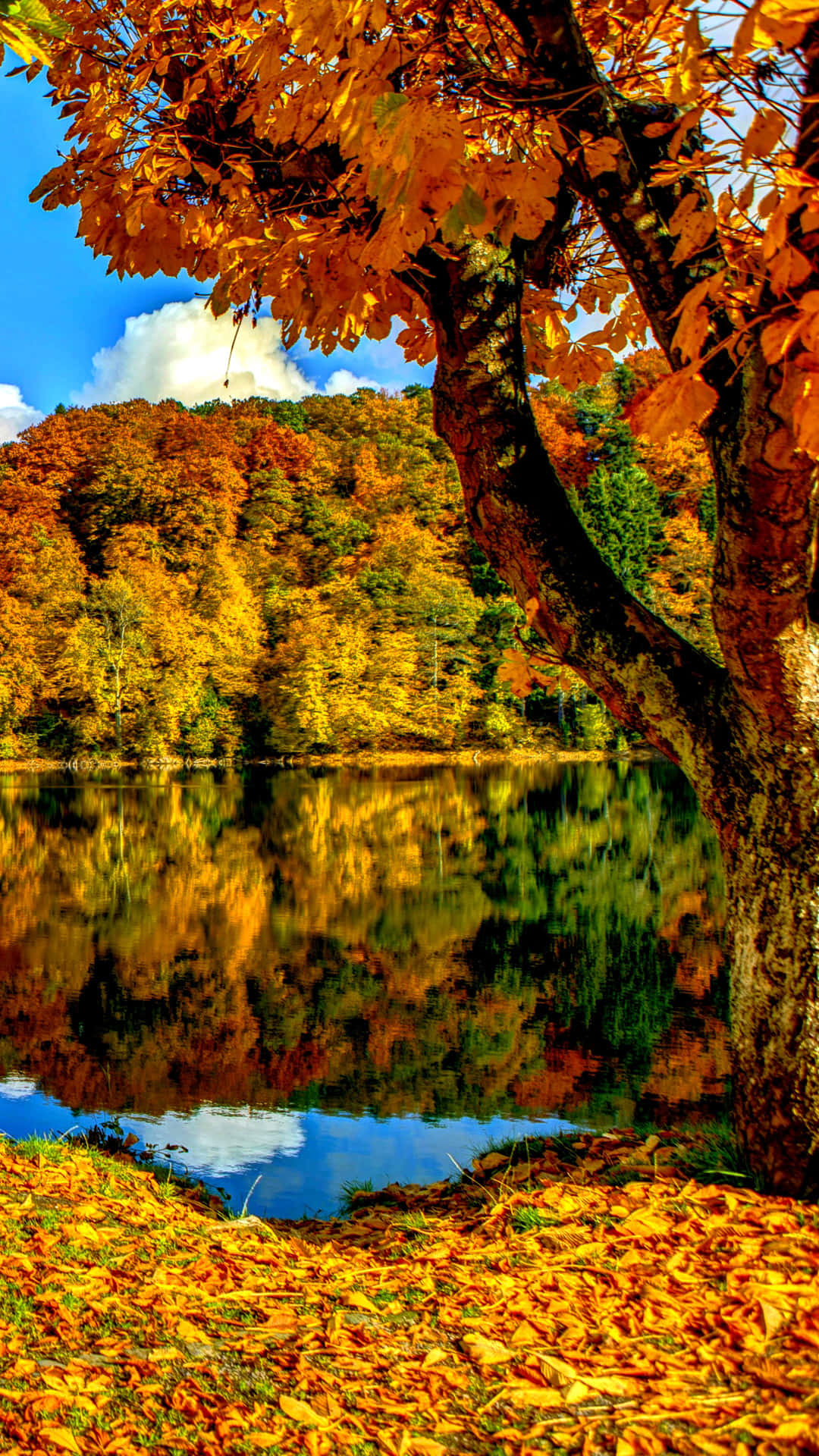 autumn tree, golden leaves, calm lake, Full HD Phone Wallpaper