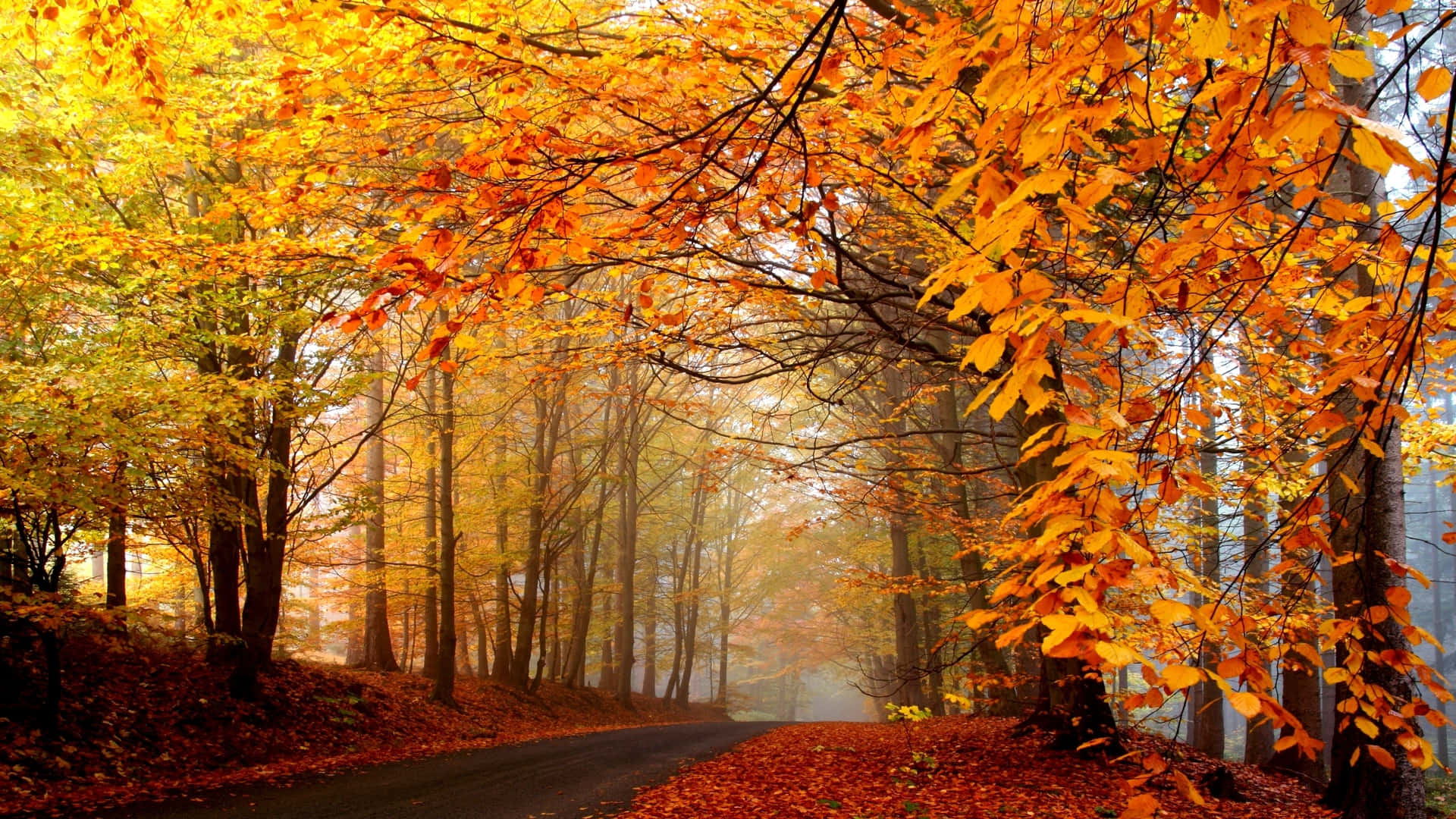colorful trees, winding forest road, fallen leaves, Full HD Desktop Wallpaper
