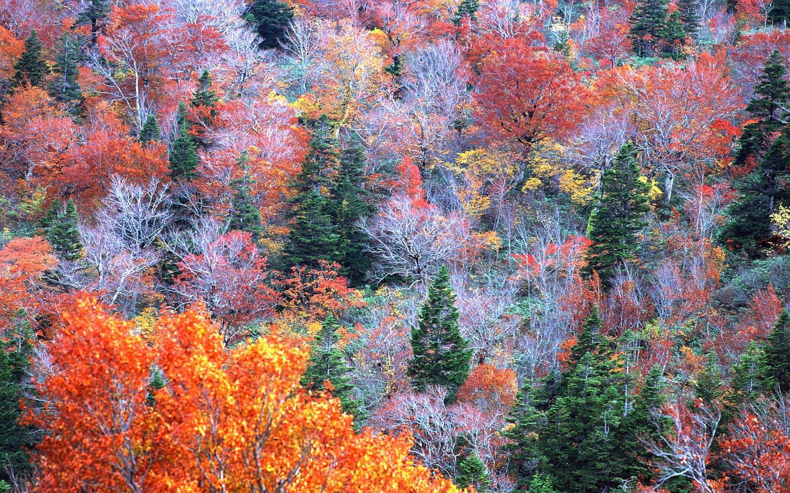 colorful trees, autumn leaves, fiery orange red, HD Desktop Wallpaper